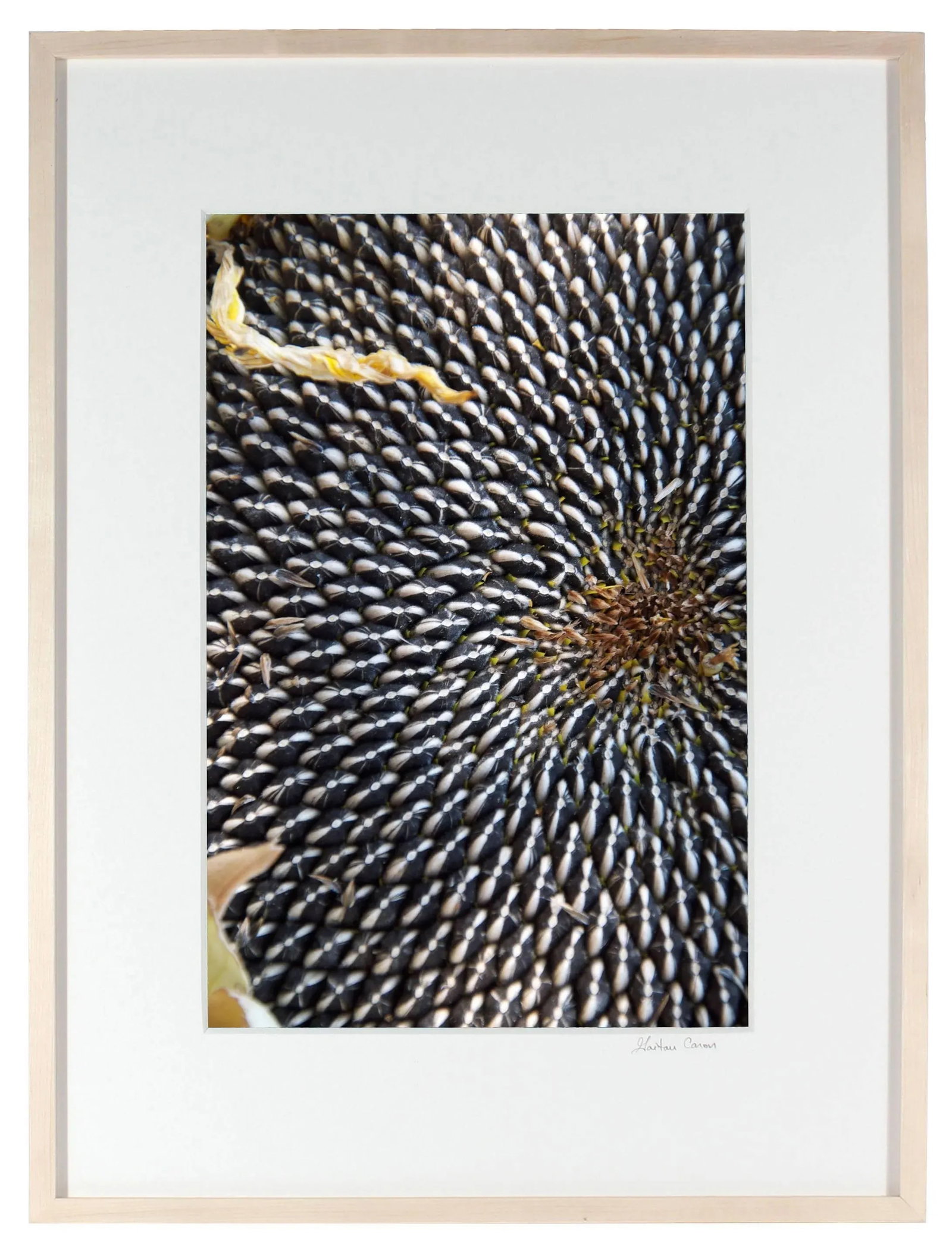 Gaetan Caron "Sunflower Seeds" Framed Botanical Color Photograph, 2011 - 2
