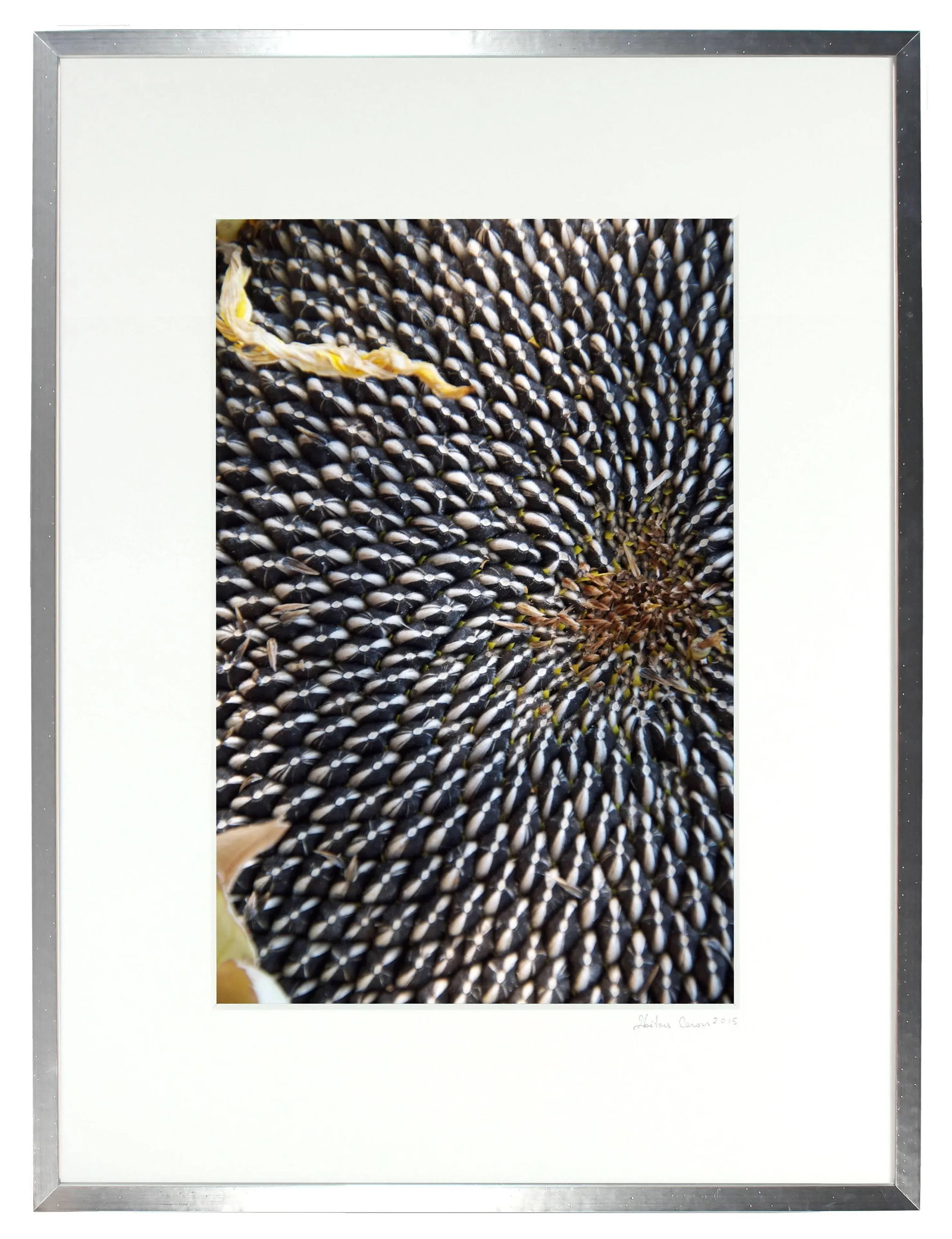 Gaetan Caron "Sunflower Seeds" Framed Botanical Color Photograph, 2011 - 3