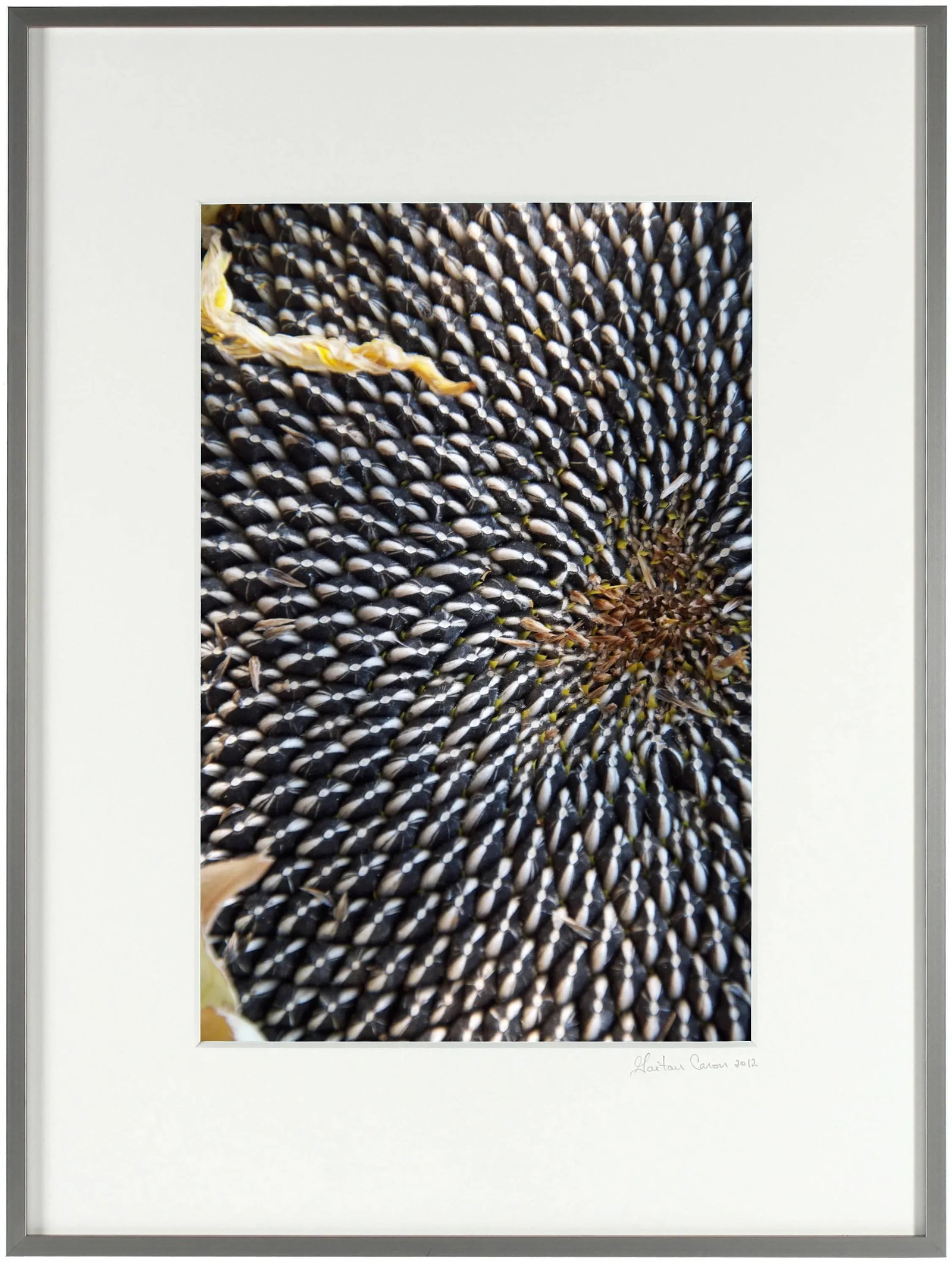 Gaetan Caron "Sunflower Seeds" Framed Botanical Color Photograph, 2011 - 4