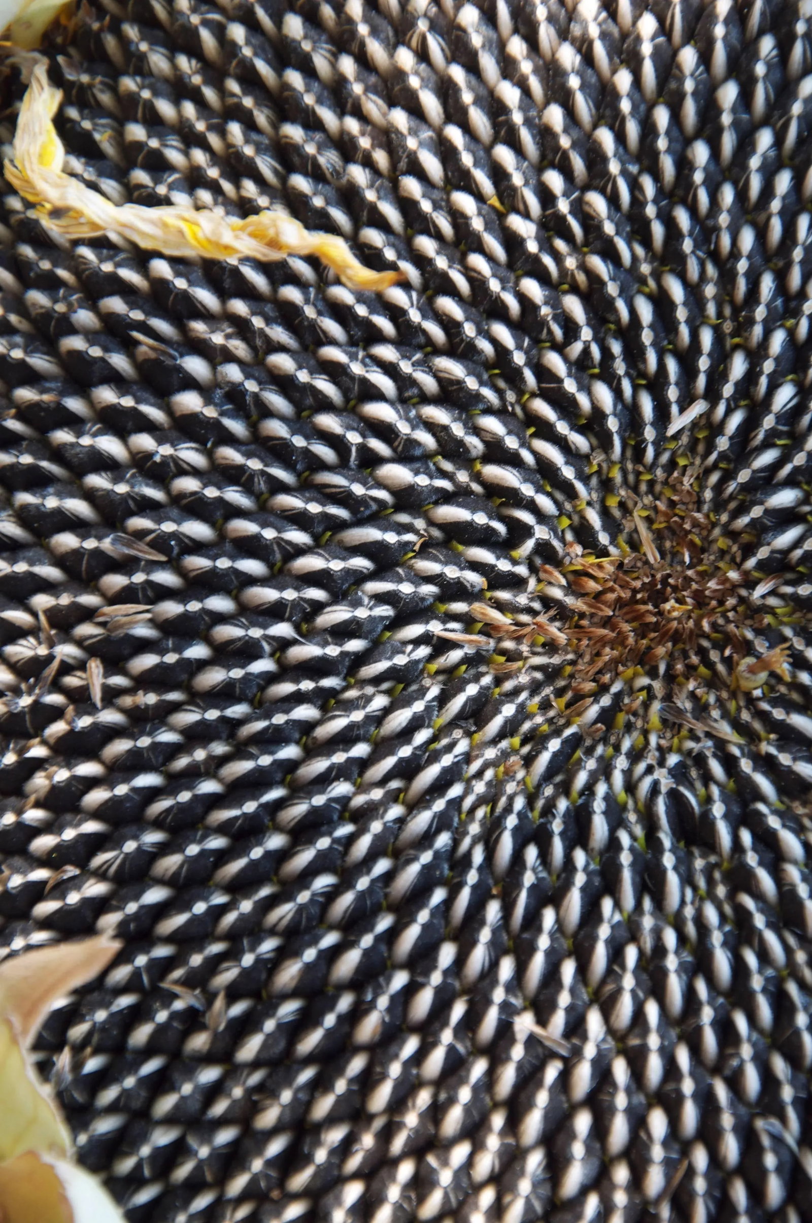 Gaetan Caron "Sunflower Seeds" Framed Botanical Color Photograph, 2011 - 5