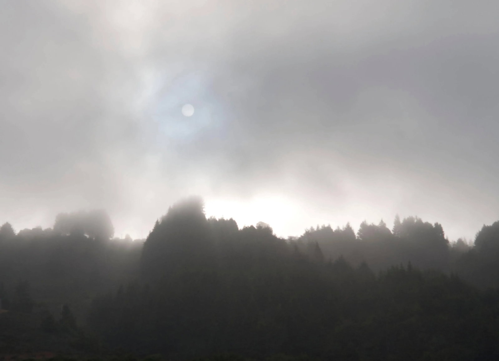 Gaetan Caron "Early Morning Sun & Fog", Northern California Coast. (Framed) Photograph. 2015: "Early Morning Sun & Fog", Northern California coastal landscape of redwood forest, Mendocino county, taken early morning when the sun is trying to break through the fog, 2015. Archival photograph on