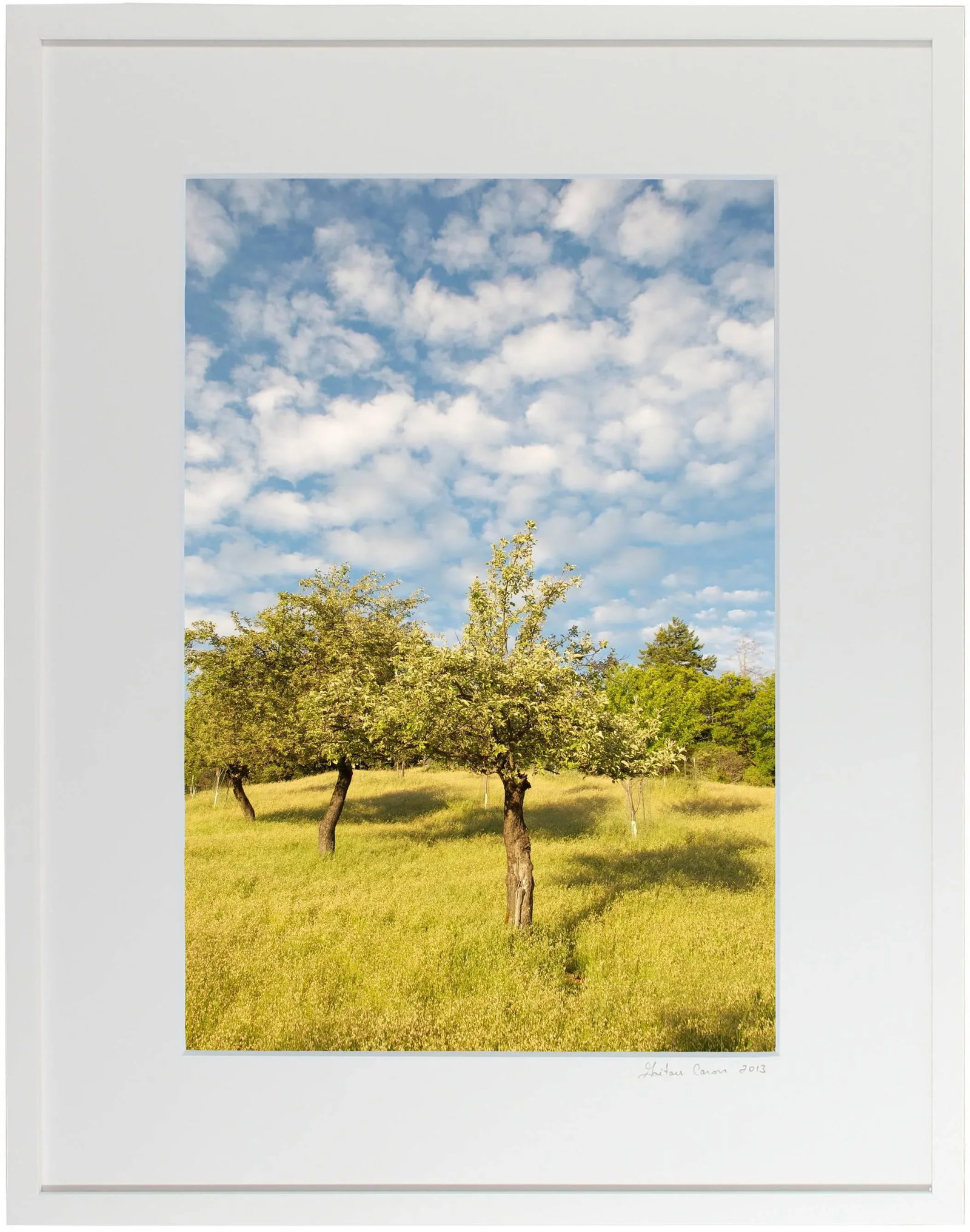 Gaetan Caron "The Three Sisters (Heirloom Apple Trees)" Mendocino Orchard, California 2011 - 2