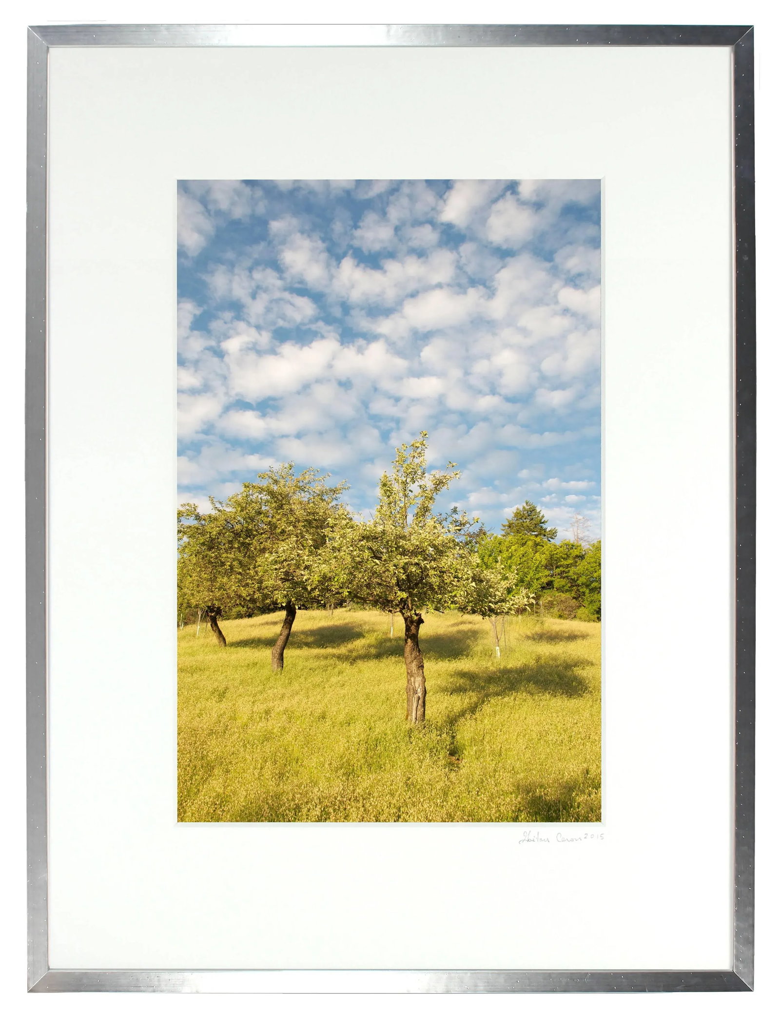 Gaetan Caron "The Three Sisters (Heirloom Apple Trees)" Mendocino Orchard, California 2011 - 3