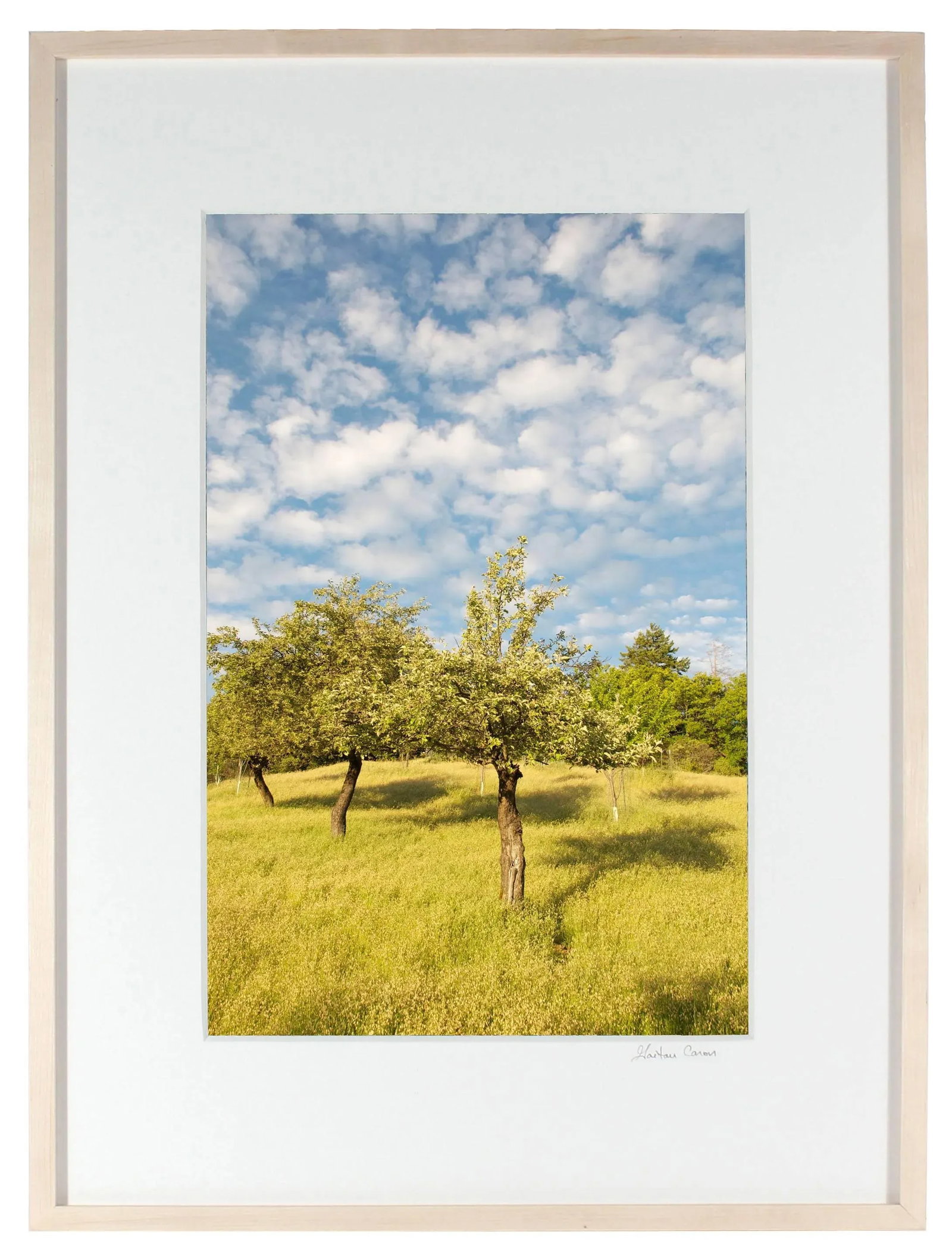 Gaetan Caron "The Three Sisters (Heirloom Apple Trees)" Mendocino Orchard, California 2011 - 4