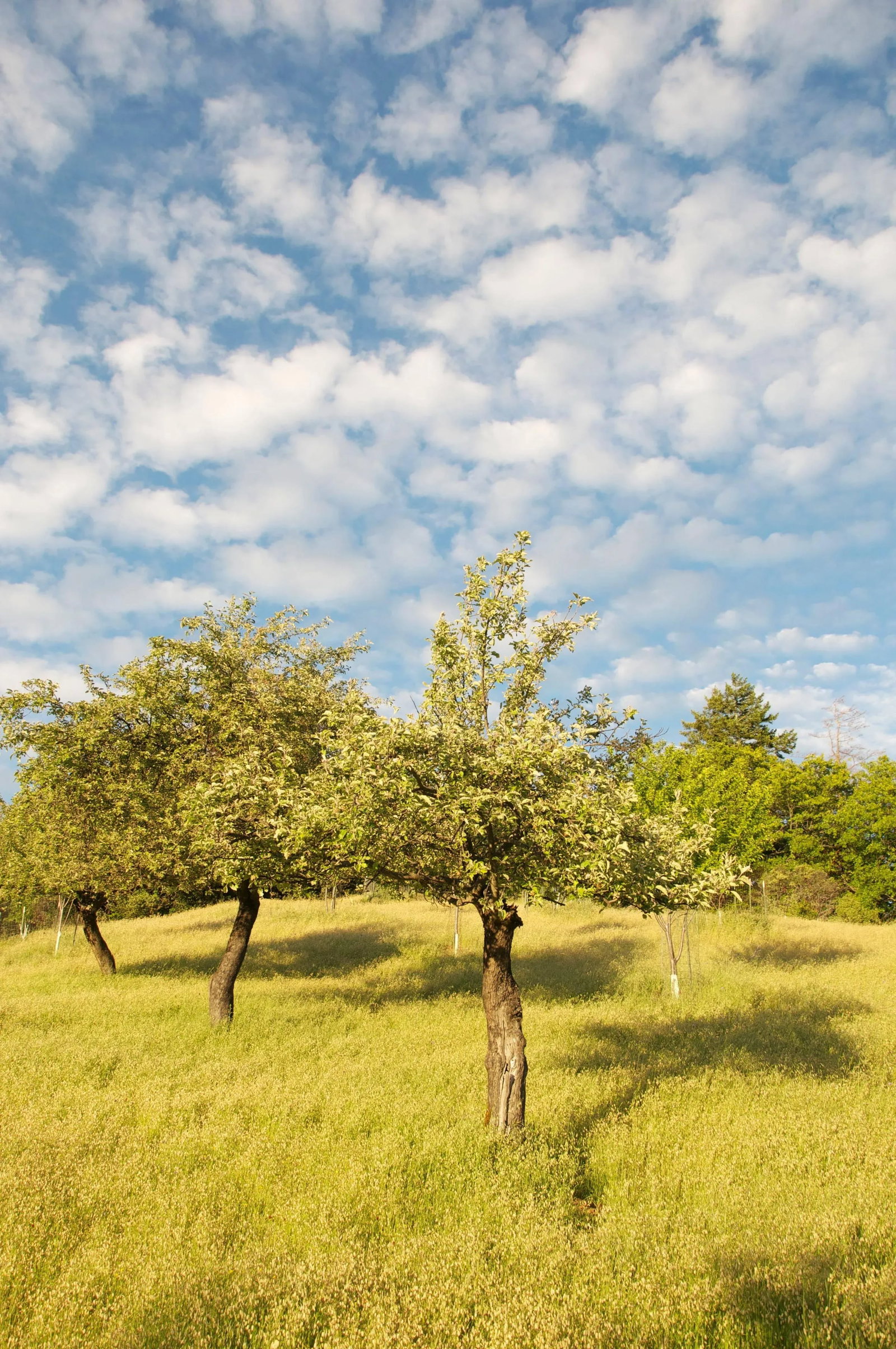 Gaetan Caron "The Three Sisters (Heirloom Apple Trees)" Mendocino Orchard, California 2011 - 5