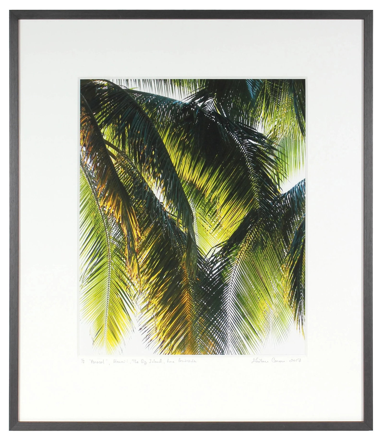 Gaetan Caron "Parasol" Puna Peninsula, Hawai'i Photograph, 2107 2017 - 2