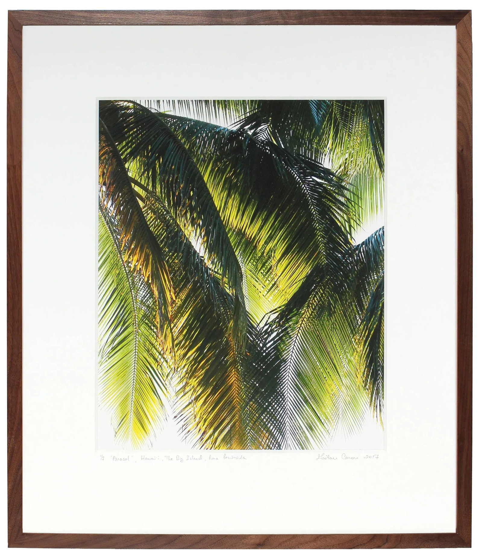 Gaetan Caron "Parasol" Puna Peninsula, Hawai'i Photograph, 2107 2017 - 4