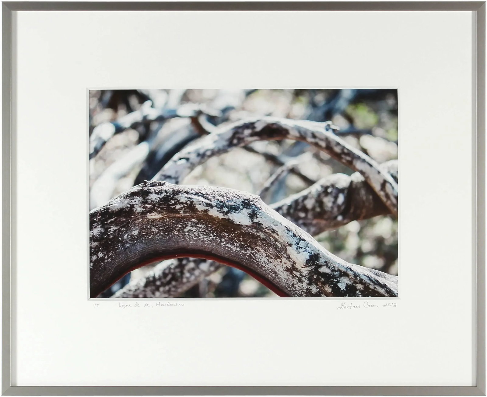 Gaetan Caron "Ligne De Vie" Mendocino, Ca Photograph 2012 - 2