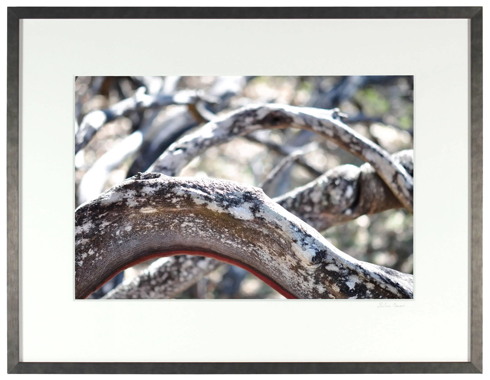 Gaetan Caron "Ligne De Vie" Mendocino, Ca Photograph 2012 - 3