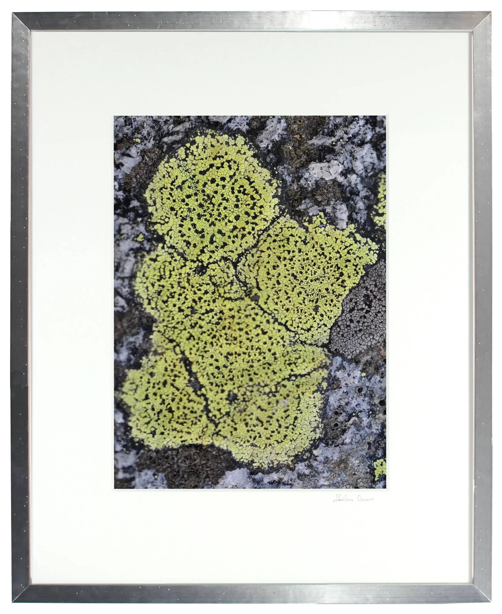 Gaetan Caron "Cherubin" Lichen, Mendocino, Ca Photograph, 2014 - 2