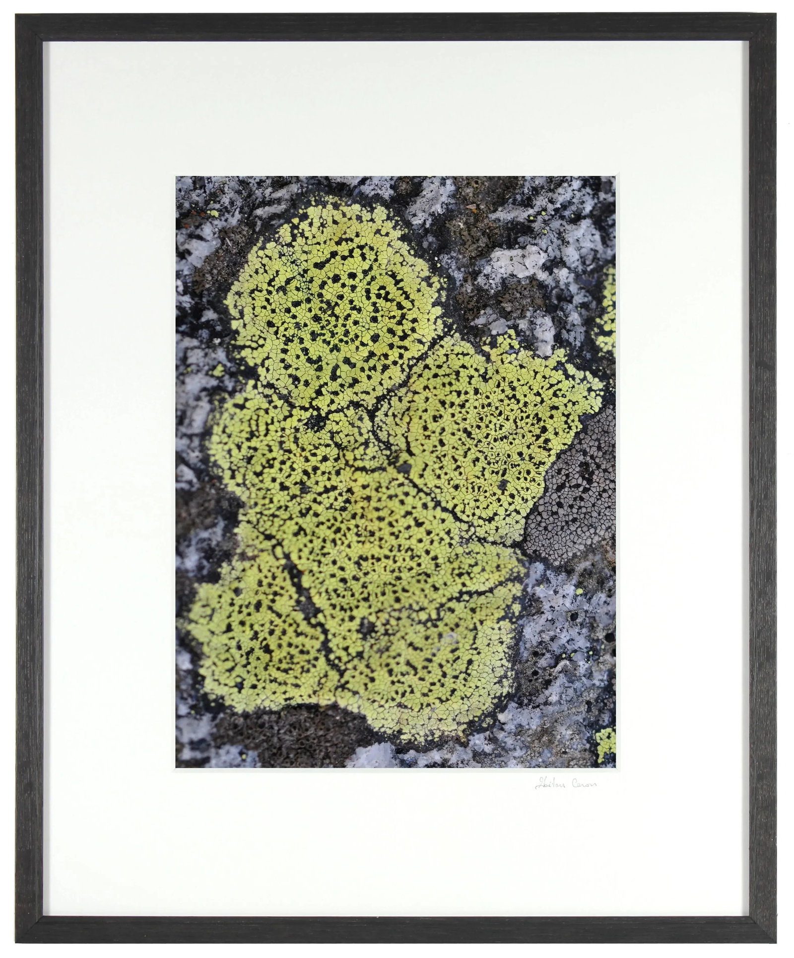 Gaetan Caron "Cherubin" Lichen, Mendocino, Ca Photograph, 2014 - 3