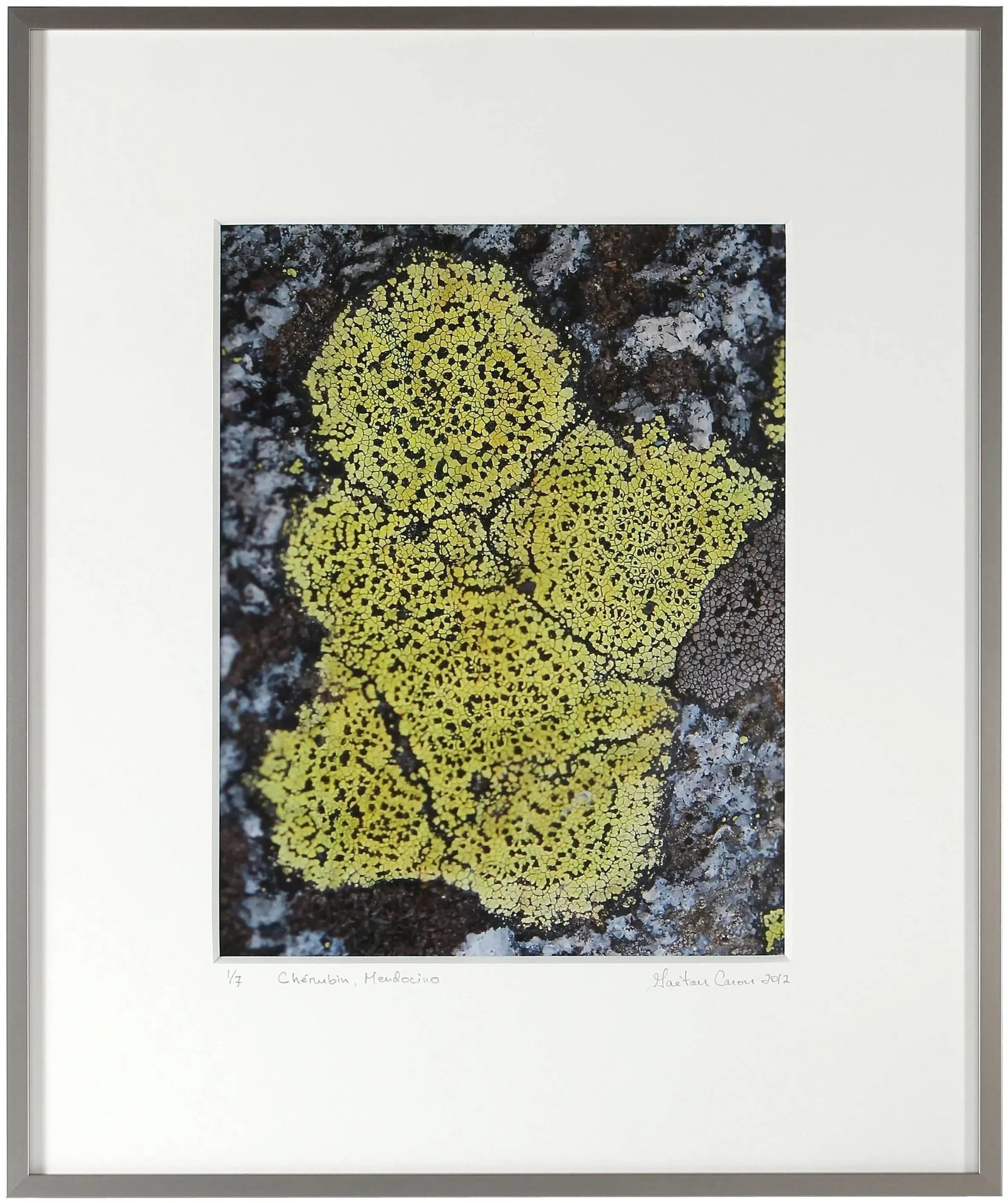 Gaetan Caron "Cherubin" Lichen, Mendocino, Ca Photograph, 2014 - 4
