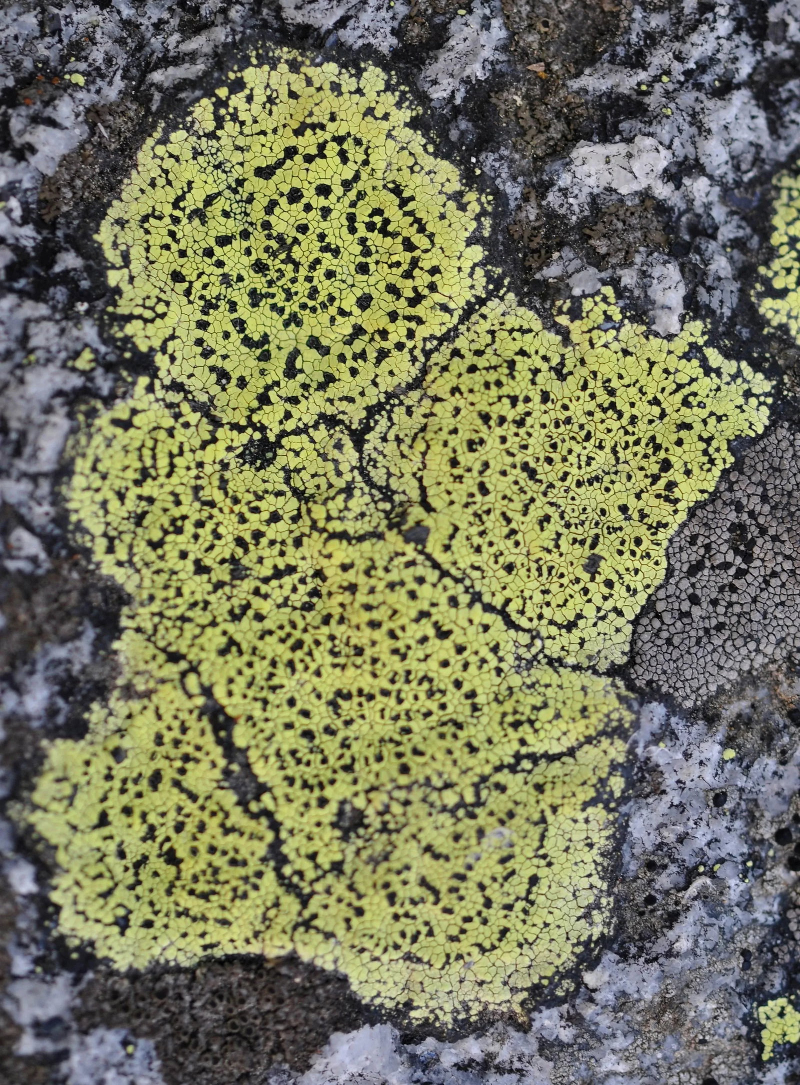 Gaetan Caron "Cherubin" Lichen, Mendocino, Ca Photograph, 2014 - 5