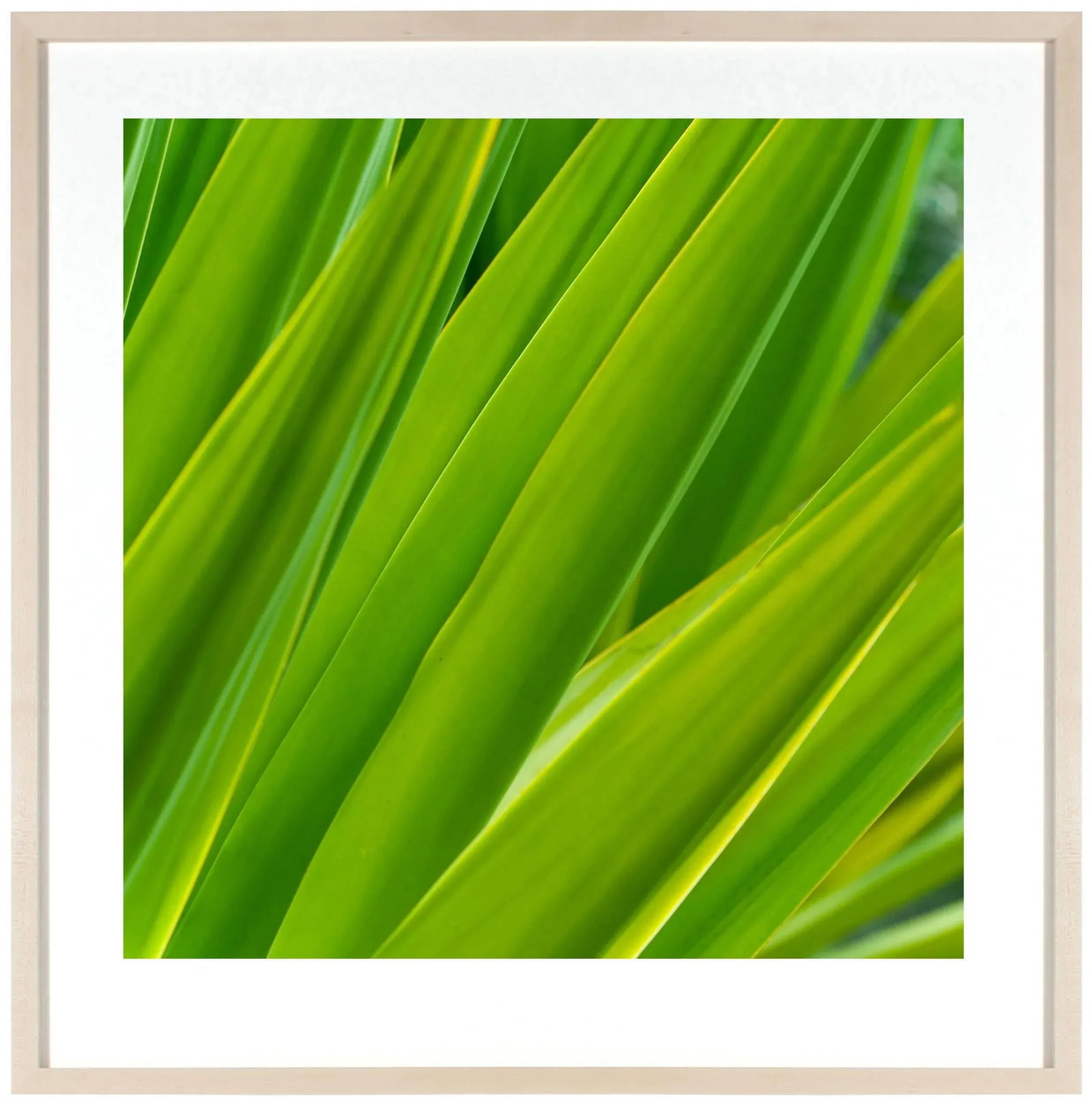 Gaetan Caron "Texture 7: Chlorophyll" Big Island, Hawaii Photograph, 2015 2015 - 2