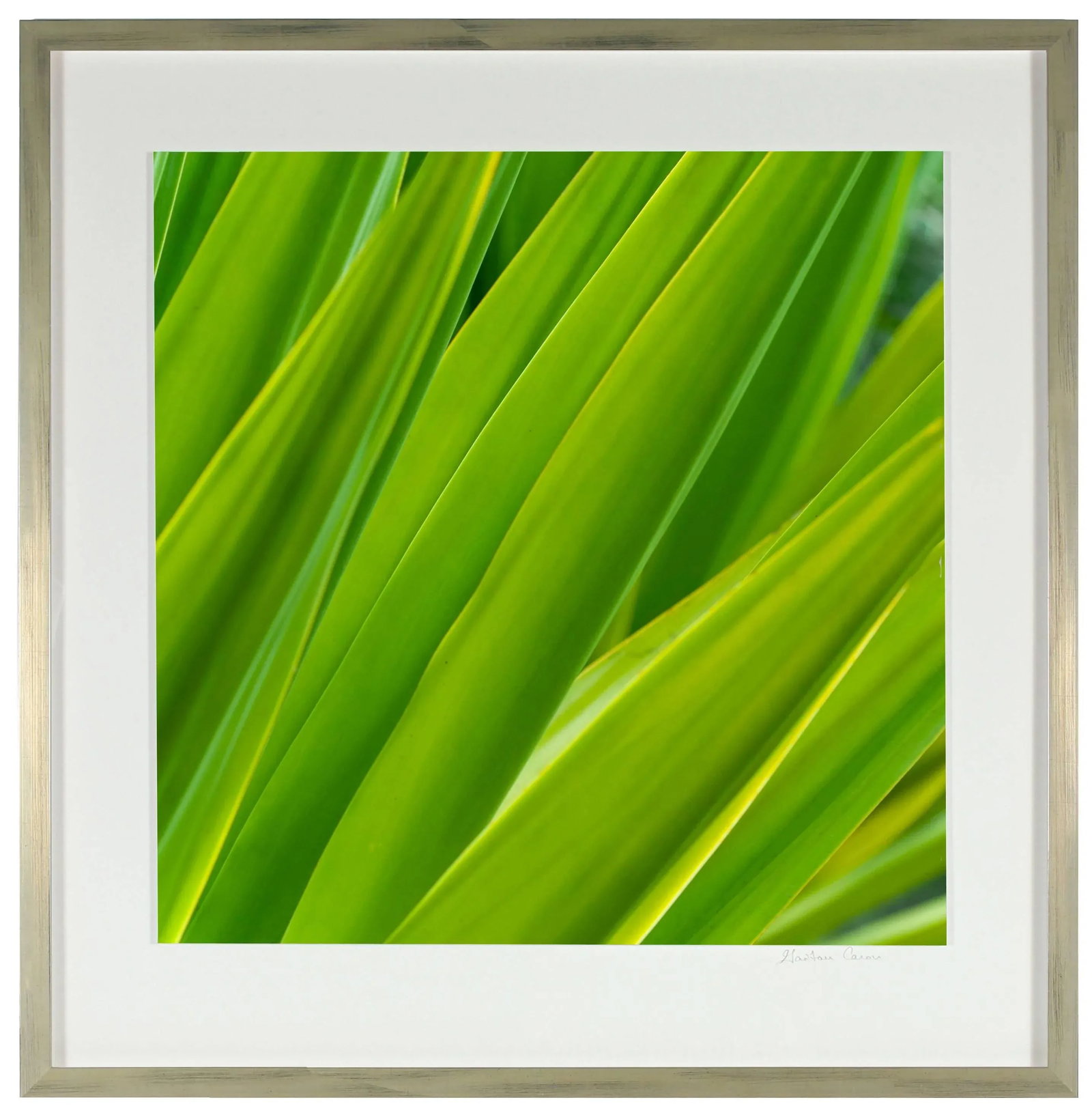 Gaetan Caron "Texture 7: Chlorophyll" Big Island, Hawaii Photograph, 2015 2015 - 3