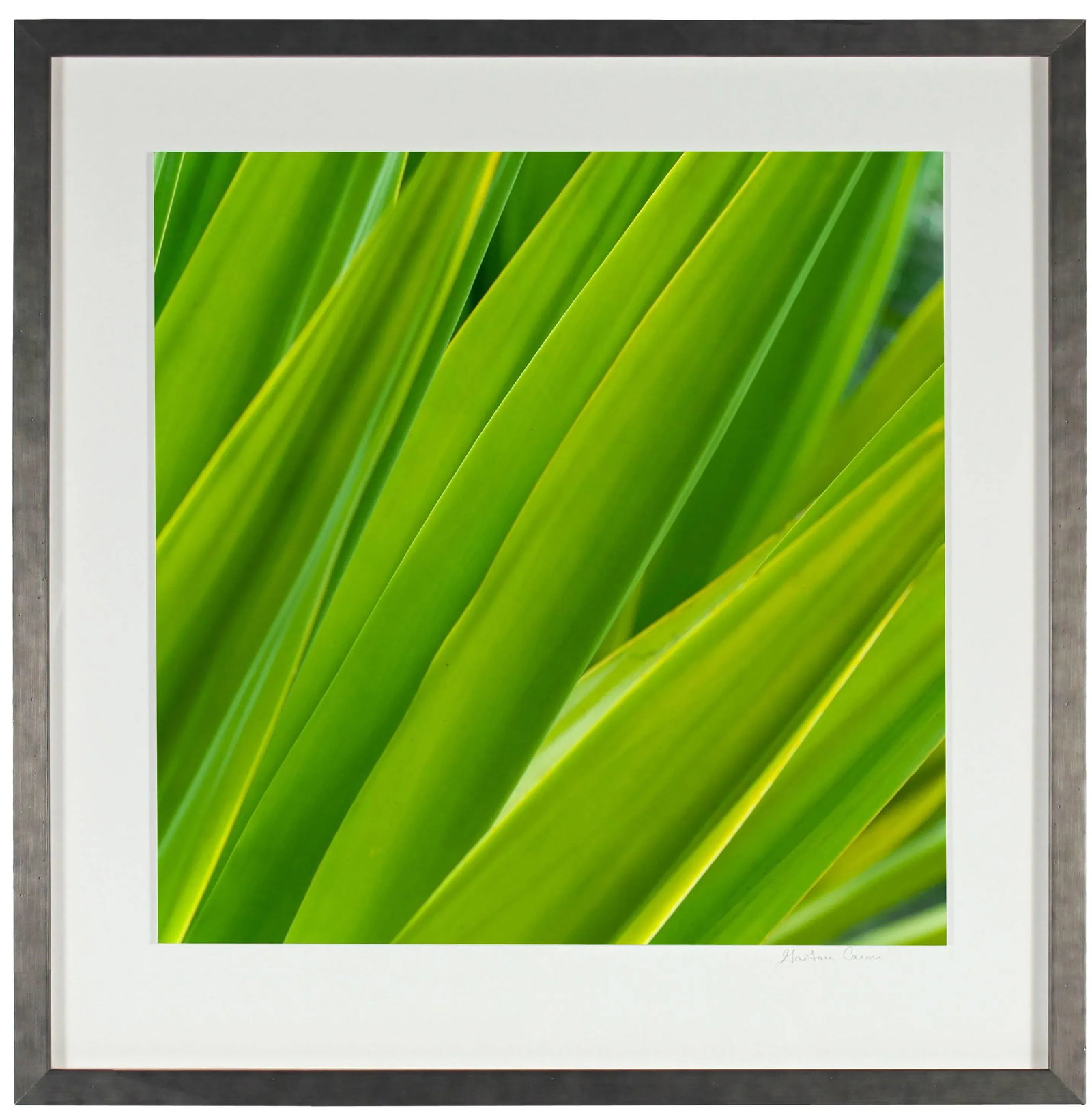 Gaetan Caron "Texture 7: Chlorophyll" Big Island, Hawaii Photograph, 2015 2015 - 4
