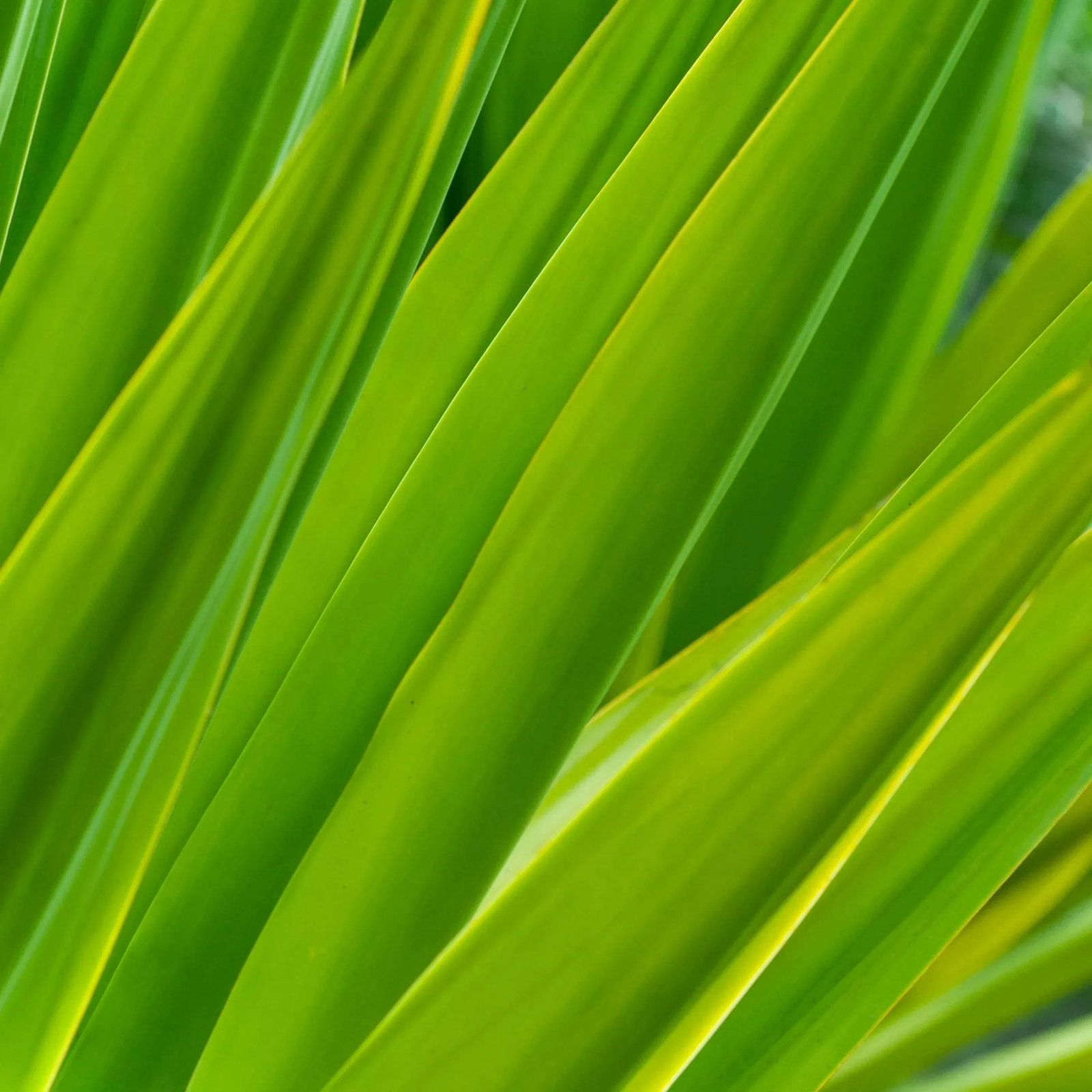 Gaetan Caron "Texture 7: Chlorophyll" Big Island, Hawaii Photograph, 2015 2015 - 5