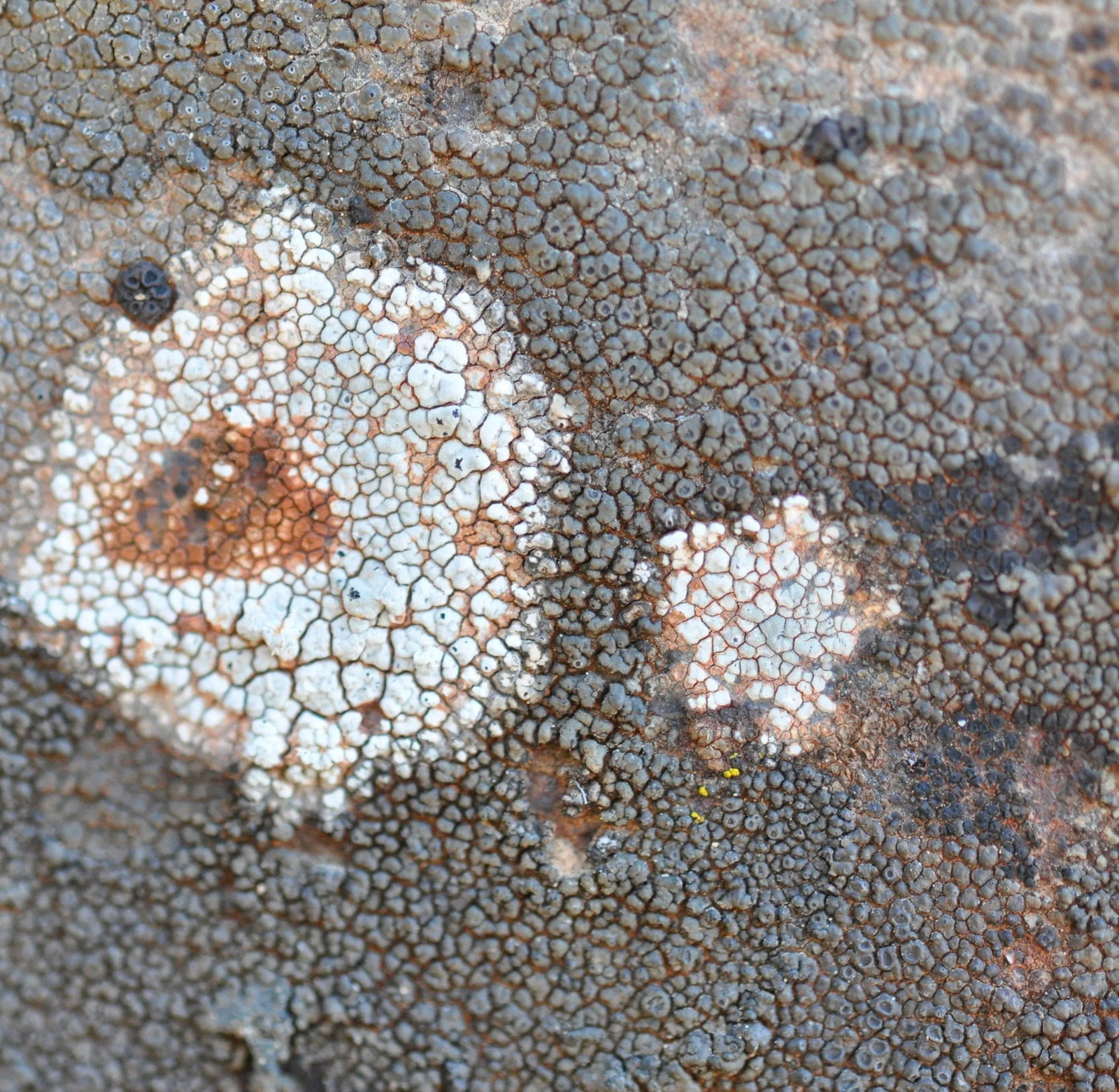 Gaetan Caron "Texture 4: Lichen" Mendocino, Ca Abstract Color Photograph, 2013: Please allow at least 14 days for printing and framing before a piece is shipped. Entitled "Texture 4: Lichen", this 2013 archival photograph on Hahnemuhle Fine Art Pearl paper is by contemporary