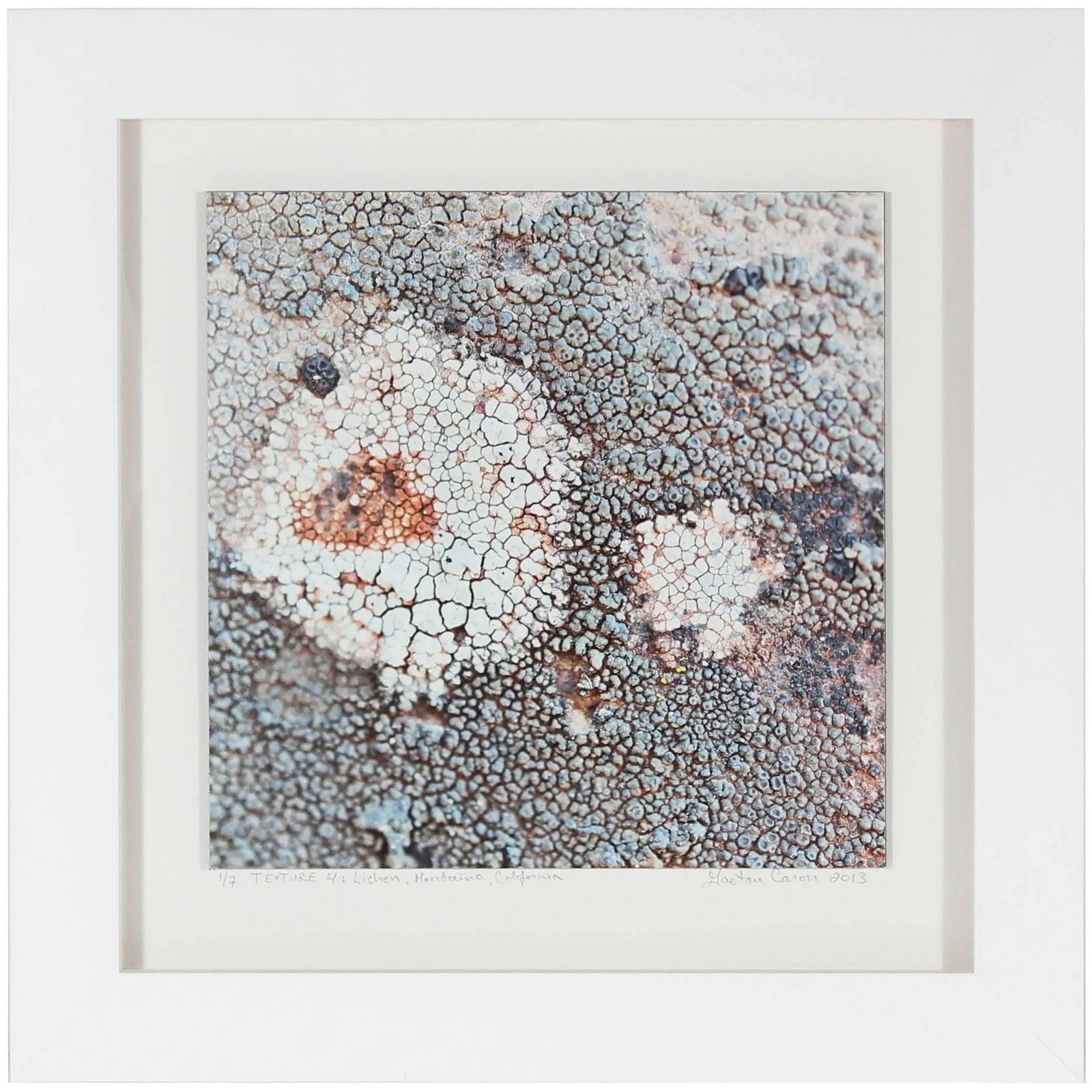 Gaetan Caron "Texture 4: Lichen" Mendocino, Ca Abstract Color Photograph, 2013 - 2