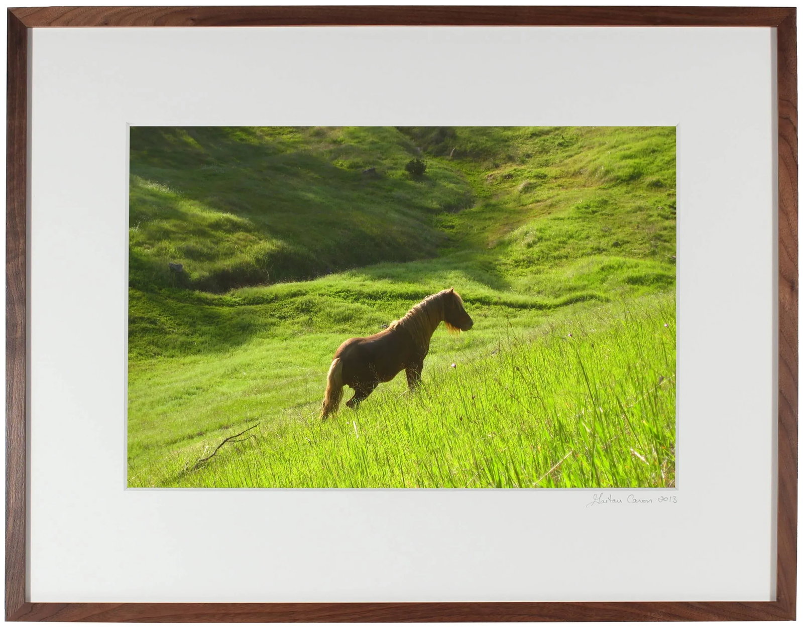 Gaetan Caron "Stallion in Green Meadow" Mendocino, Ca 2010 - 2