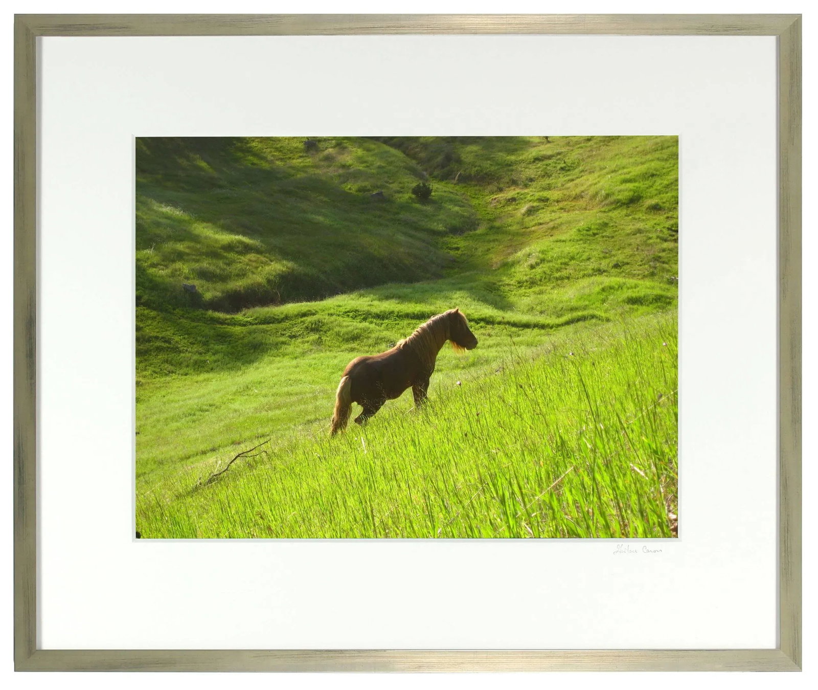 Gaetan Caron "Stallion in Green Meadow" Mendocino, Ca 2010 - 3