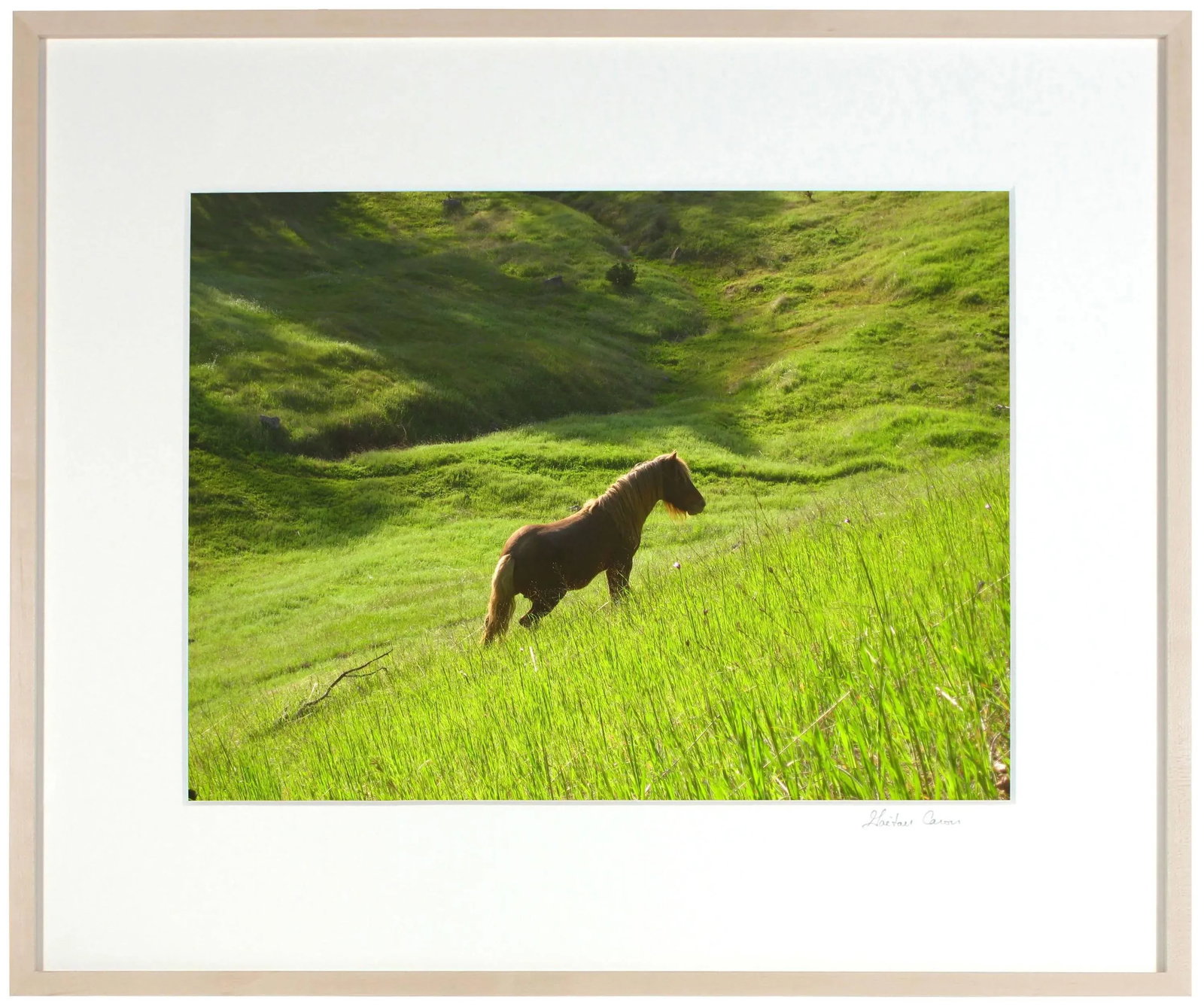 Gaetan Caron "Stallion in Green Meadow" Mendocino, Ca 2010 - 4
