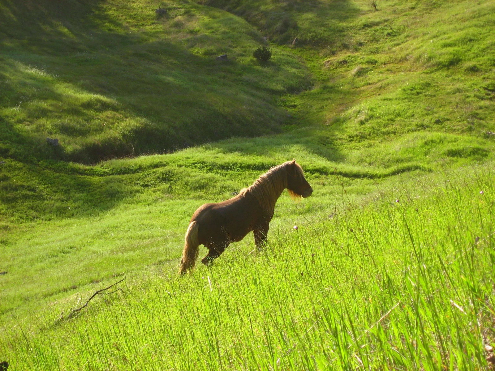 Gaetan Caron "Stallion in Green Meadow" Mendocino, Ca 2010 - 5