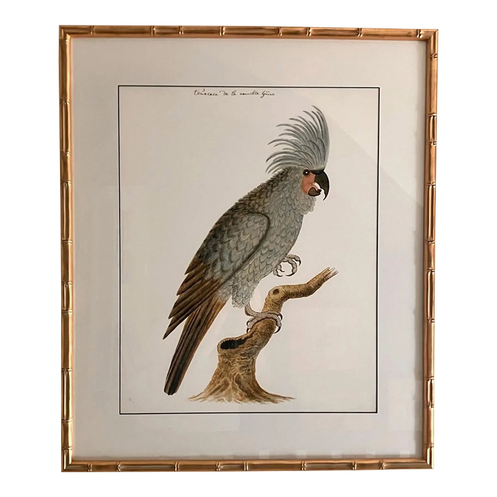 Cockatoo Bird Print in Gold Faux Bamboo Frame: This restored 19th Century cockatoo portrait print is printed on archival 100% cotton fine art water color paper. It is tastefully matted and framed in a gilded faux bamboo frame, with hanging wire al