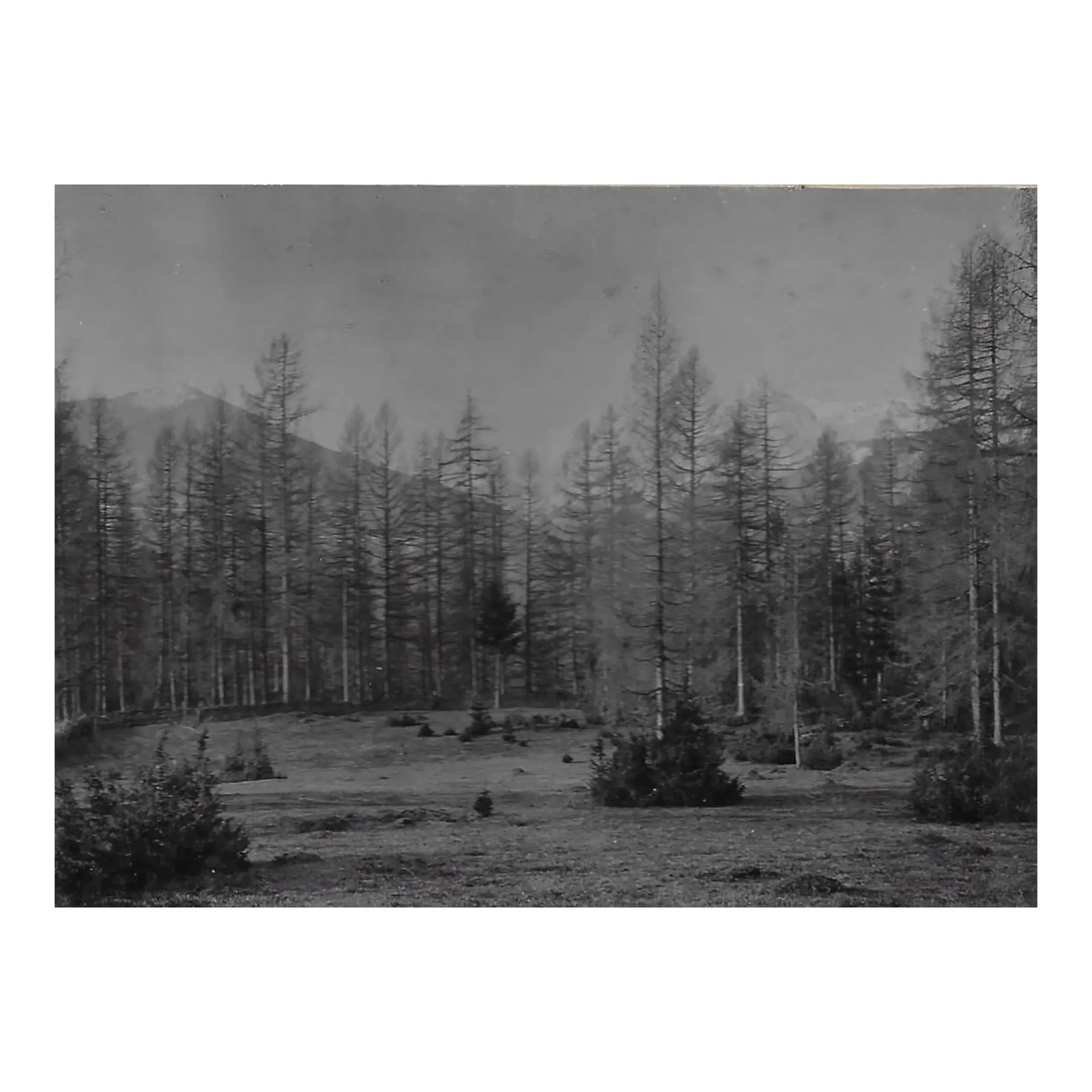 1890s European Landscape Photograph: Antique black and white photo of a forest landscape in the mountains, Unsigned. Condition: Alterations: Original Condition Unaltered Imperfections: Some Imperfections Condition Notes: Overall good
