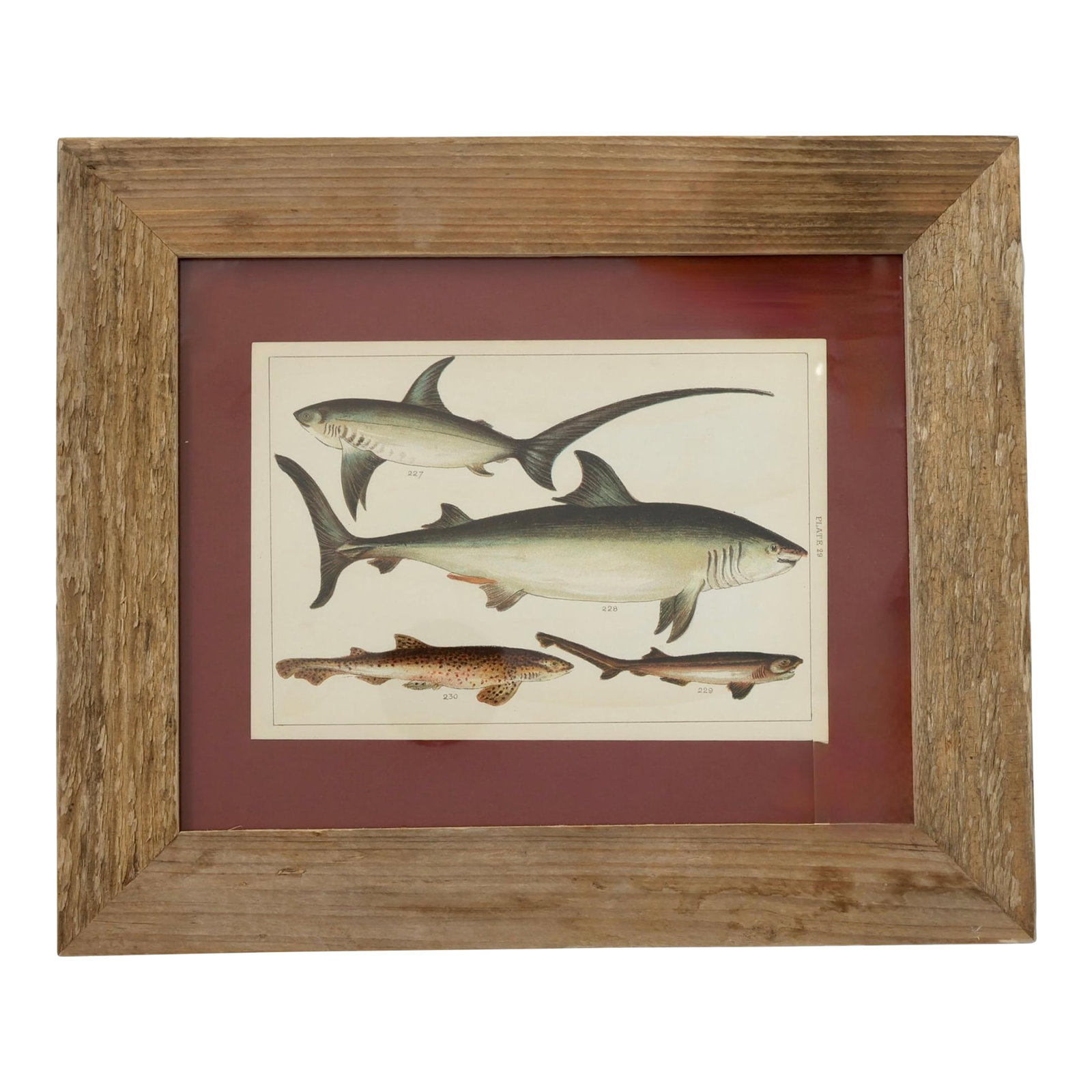 19th Century Framed Antique Shark Chromolithograph - Rare Original Marine Print: Sink your teeth into this rare original 19th-century chromolithograph-a striking plate from a marine biology text featuring detailed illustrations of four shark species, including the iconic thresher