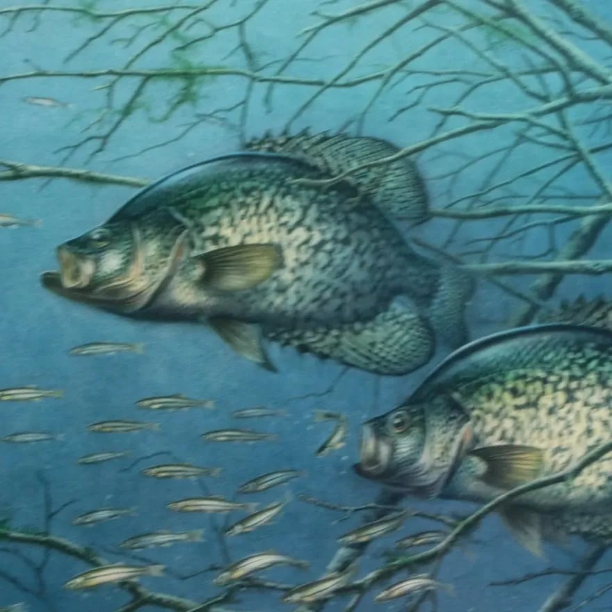 1980s Vintage Fishing Wall Art Jon Q. Wright "Tangled Cover Crappie" Signed/Numbered, Framed - 4
