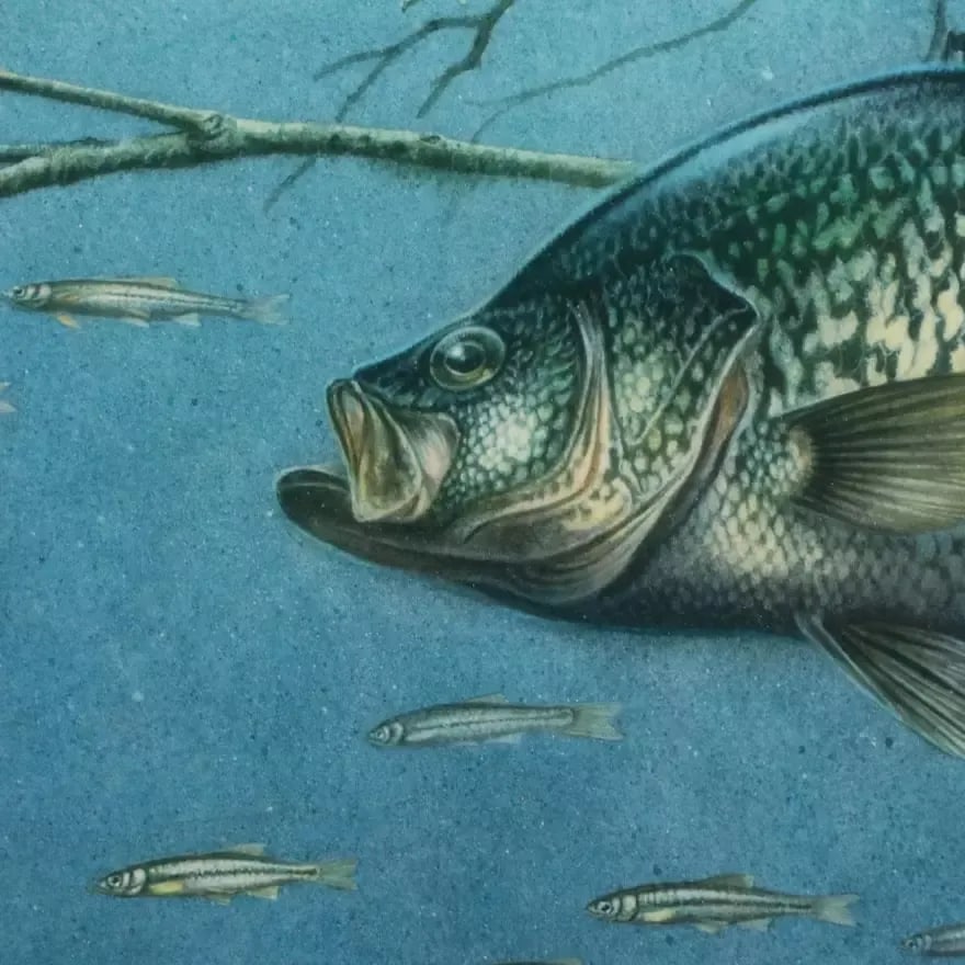 1980s Vintage Fishing Wall Art Jon Q. Wright "Tangled Cover Crappie" Signed/Numbered, Framed - 5