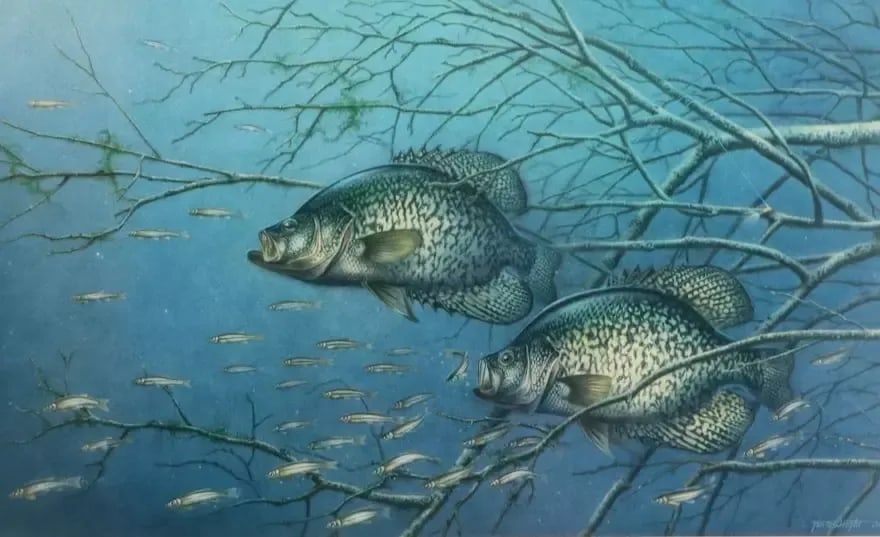 1980s Vintage Fishing Wall Art Jon Q. Wright "Tangled Cover Crappie" Signed/Numbered, Framed - 6