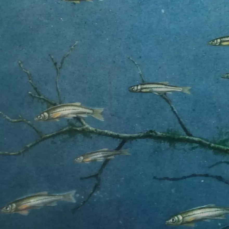 1980s Vintage Fishing Wall Art Jon Q. Wright "Tangled Cover Crappie" Signed/Numbered, Framed - 7