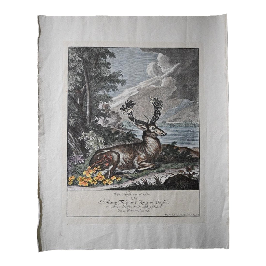 18th Century Rare 1696 Royal Prussian 66-Point Stag Hand-Colored Engraving After Frederick I: This antique hand-colored copperplate engraving depicts the legendary "Hirsch von 66 Enden" (stag with 66 points), a celebrated royal hunting trophy commemorated in German hunting lore. The sheet bear
