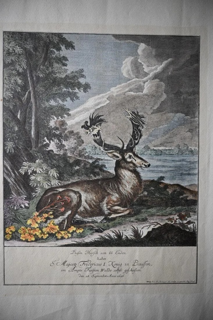 18th Century Rare 1696 Royal Prussian 66-Point Stag Hand-Colored Engraving After Frederick I - 2