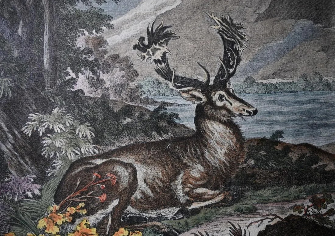 18th Century Rare 1696 Royal Prussian 66-Point Stag Hand-Colored Engraving After Frederick I - 3