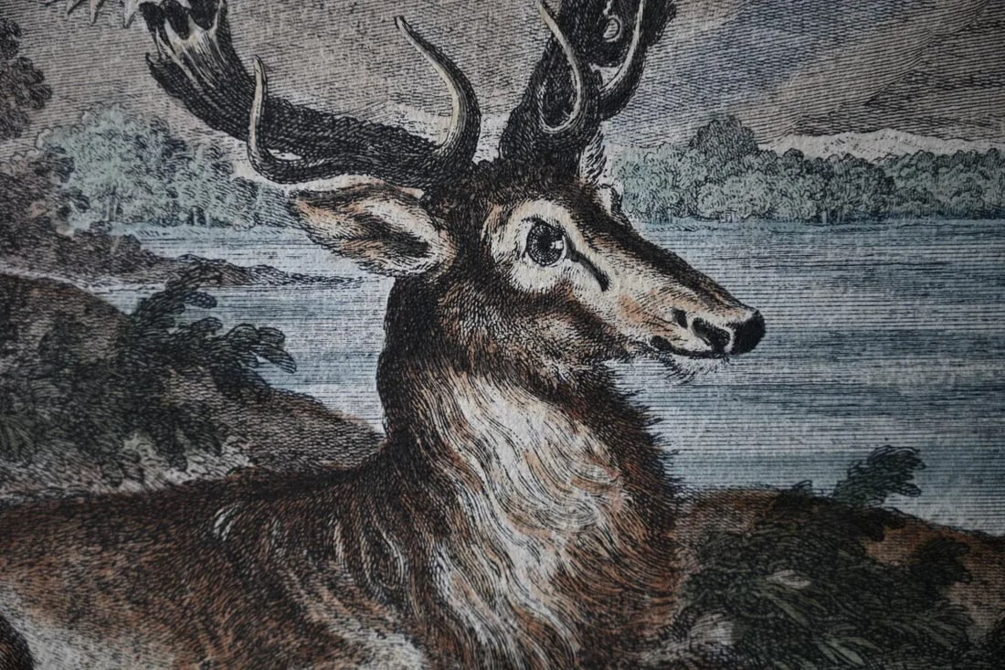 18th Century Rare 1696 Royal Prussian 66-Point Stag Hand-Colored Engraving After Frederick I - 7