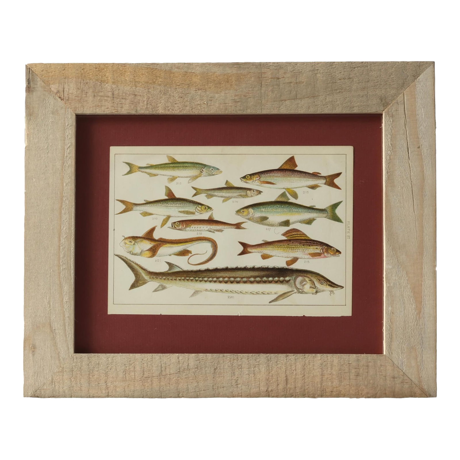 19th Century Framed Antique Fish Chromolithograph - Rare Original Marine Print: Reel in this original 19th-century chromolithograph-a richly detailed scientific plate featuring an array of freshwater fish, from sleek sardines and roach to a showstopping sturgeon. Pulled from a