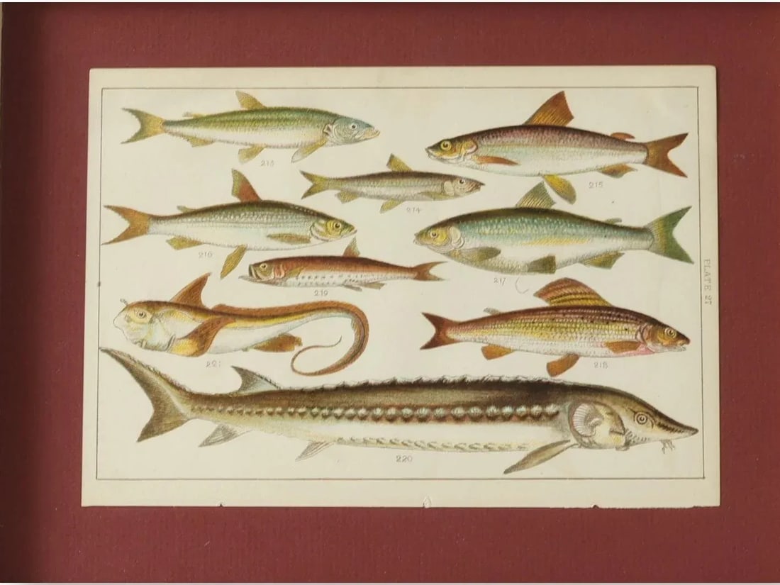 19th Century Framed Antique Fish Chromolithograph - Rare Original Marine Print - 2