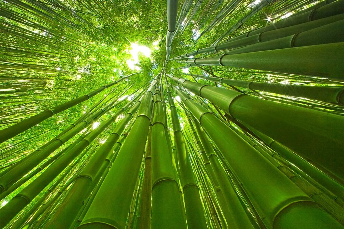 Bamboo - Photograph by George Diebold: BAMBOO (C) George Diebold The Island of Maui, Hawaii "Imagine a forest of one-hundred foot bamboo so dense that in the middle of the day a flashlight would be a welcome companion. It's true and this