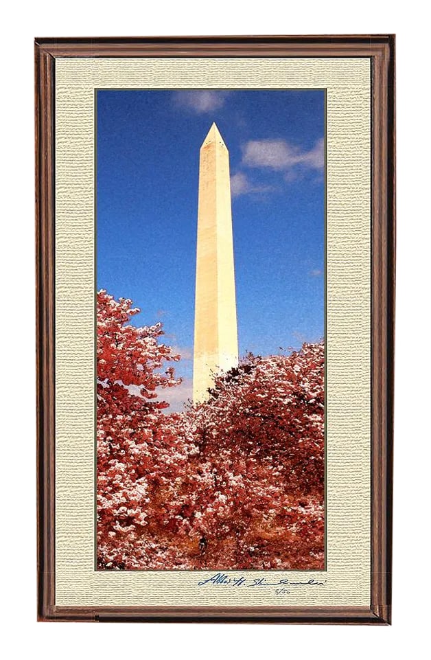 The Washington Monument During Cherry Blossom: Beautiful vertical photo of the Washington monument during the full bloom cherry blossom .Offered In Walnut and Black frame Limited Edition & Signed By Artist Abbas By Artist Abbas Shirmohammadi