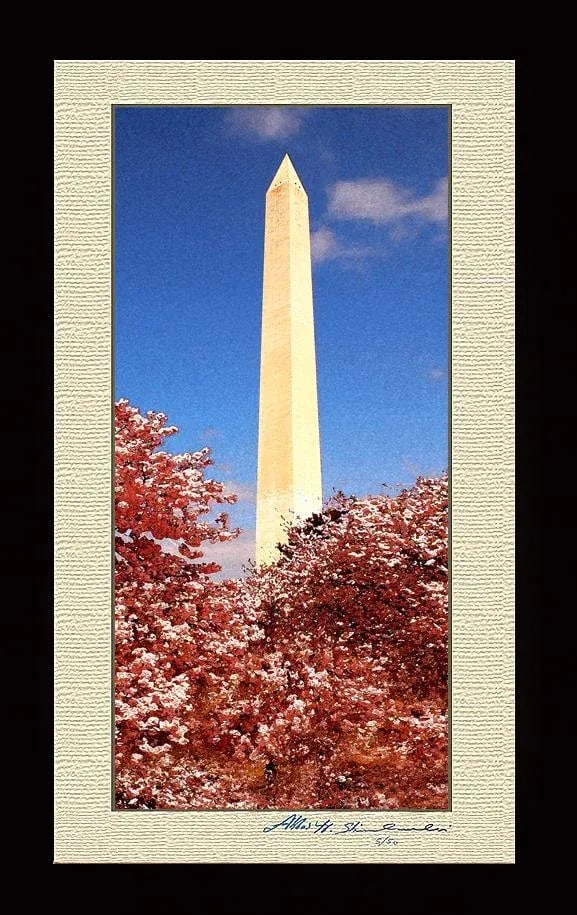 The Washington Monument During Cherry Blossom - 2