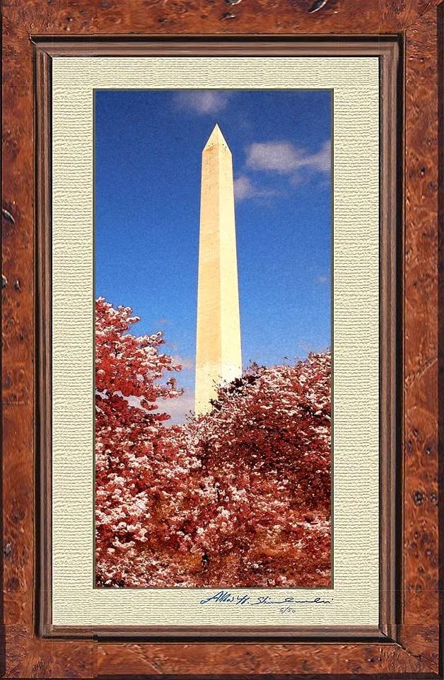 The Washington Monument During Cherry Blossom - 3