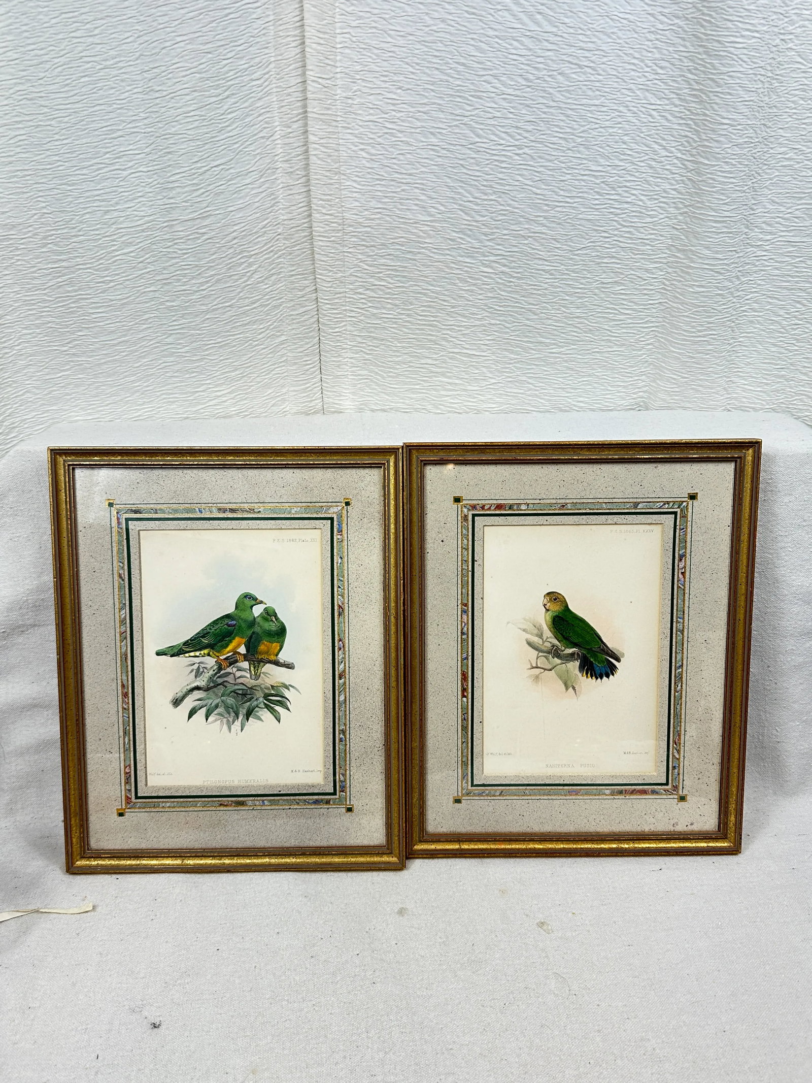 Antique Framed Bird Prints - 2