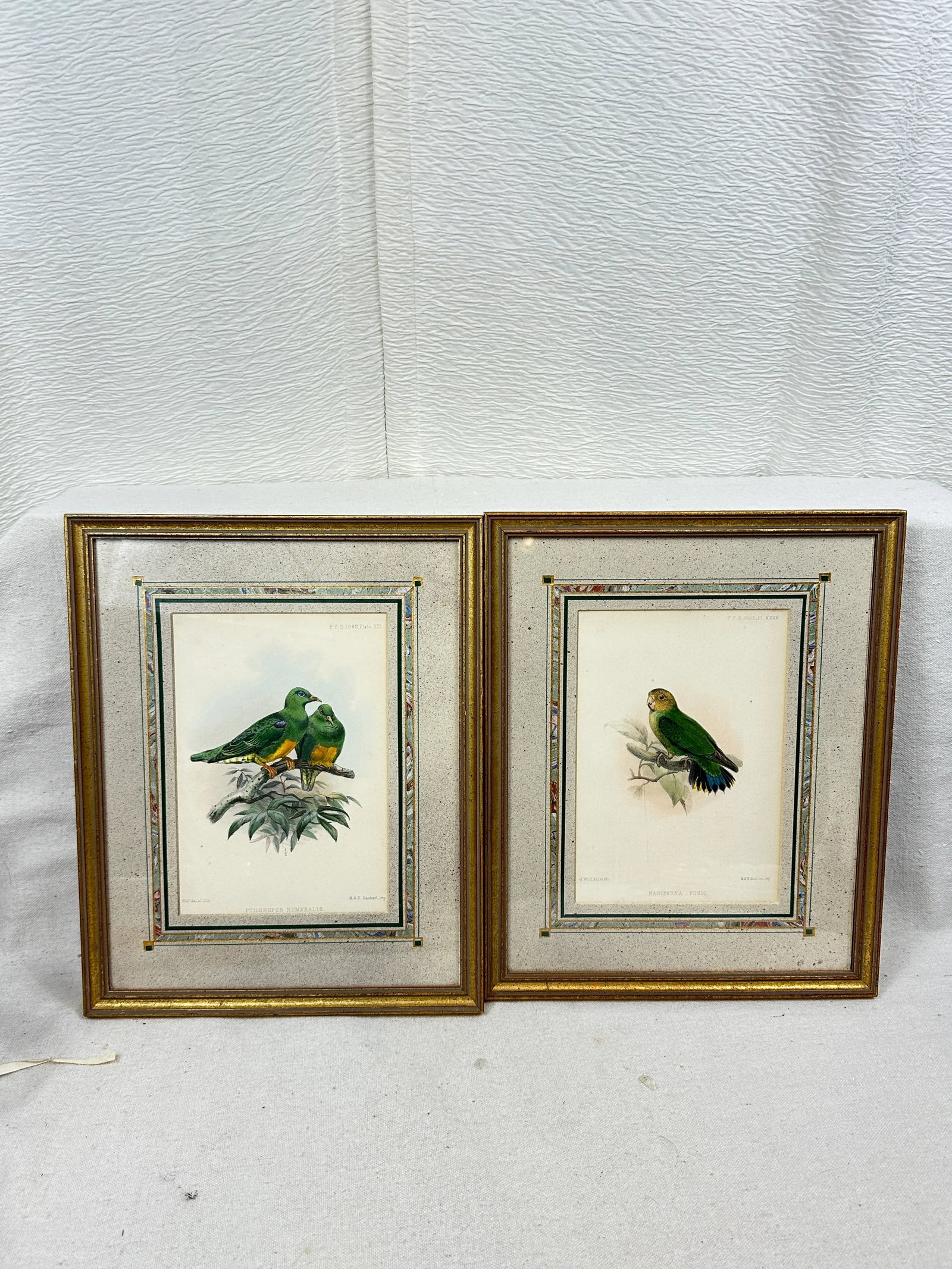Antique Framed Bird Prints - 3