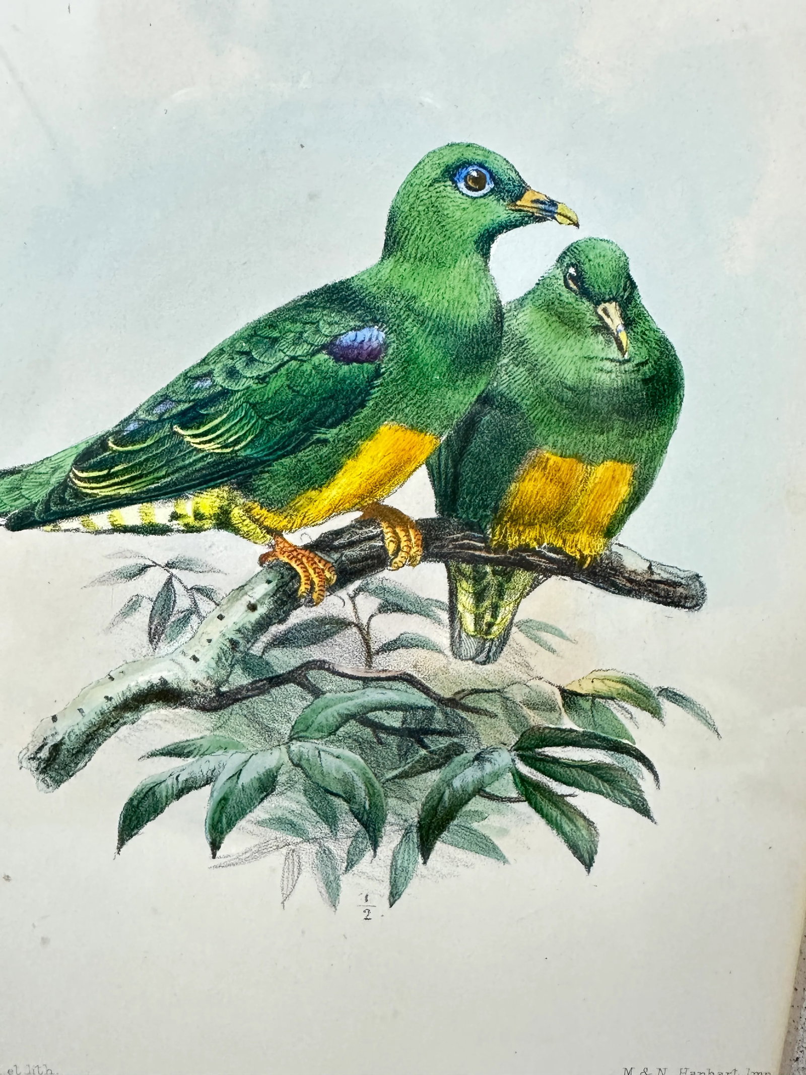 Antique Framed Bird Prints - 4