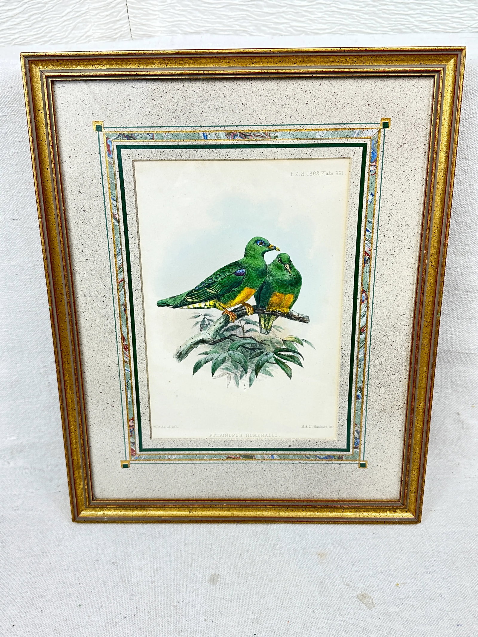 Antique Framed Bird Prints - 5