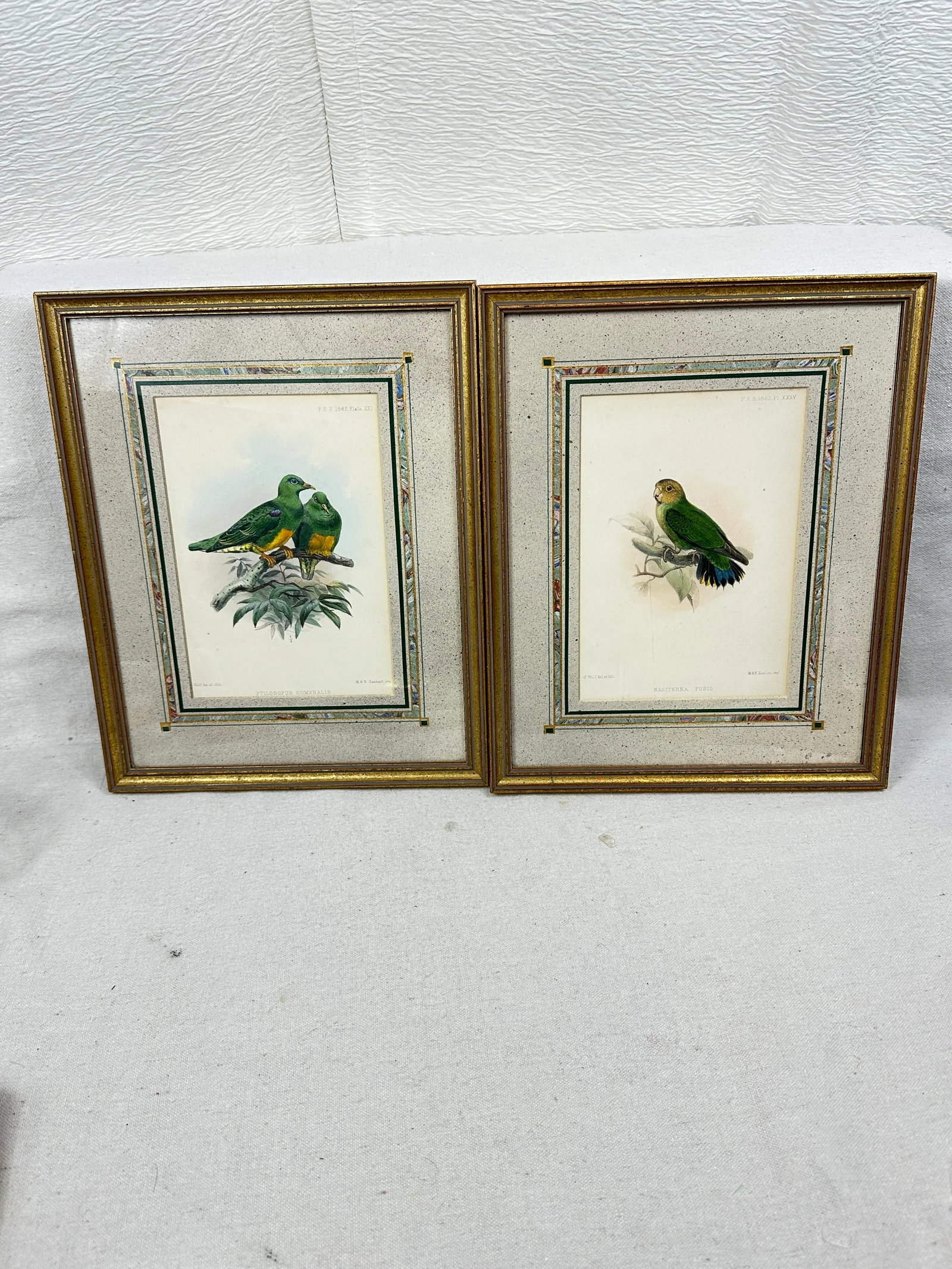 Antique Framed Bird Prints - 8
