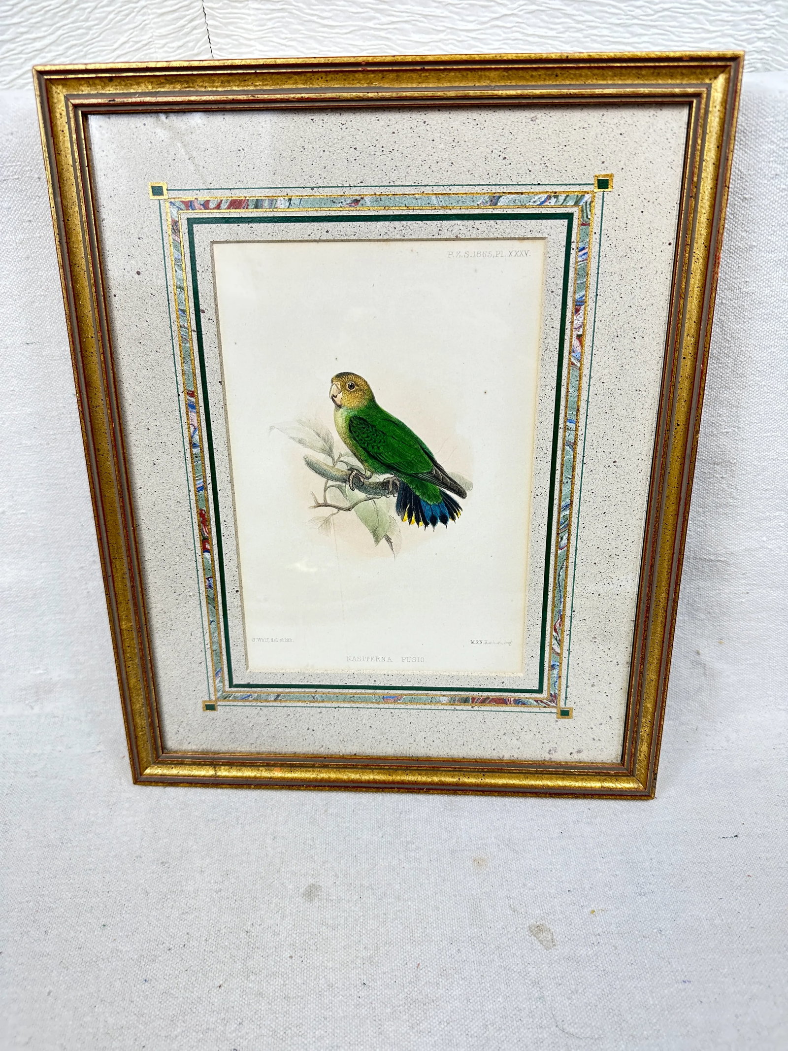 Antique Framed Bird Prints - 9